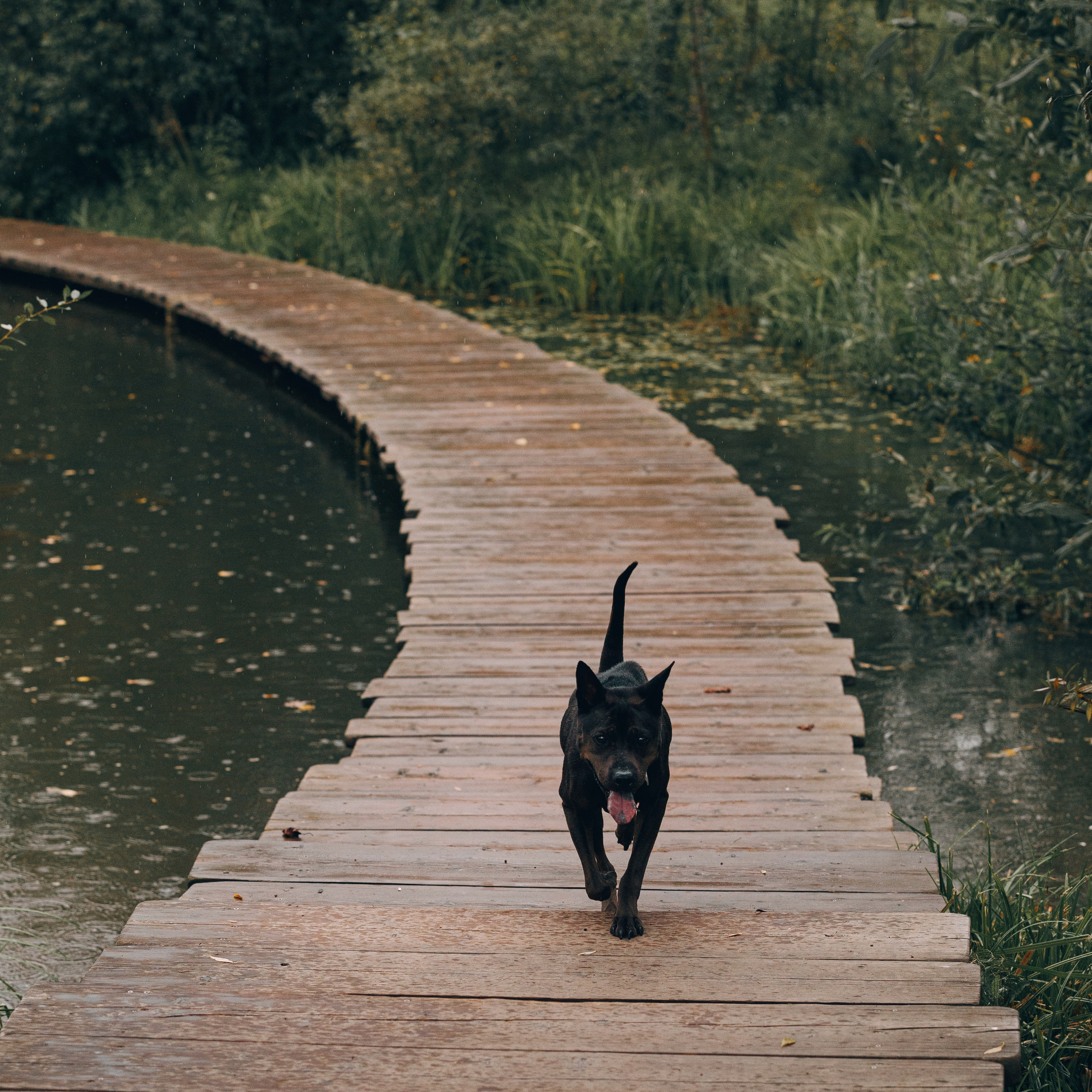 Рэкс, Лена и Вова в Мещерском