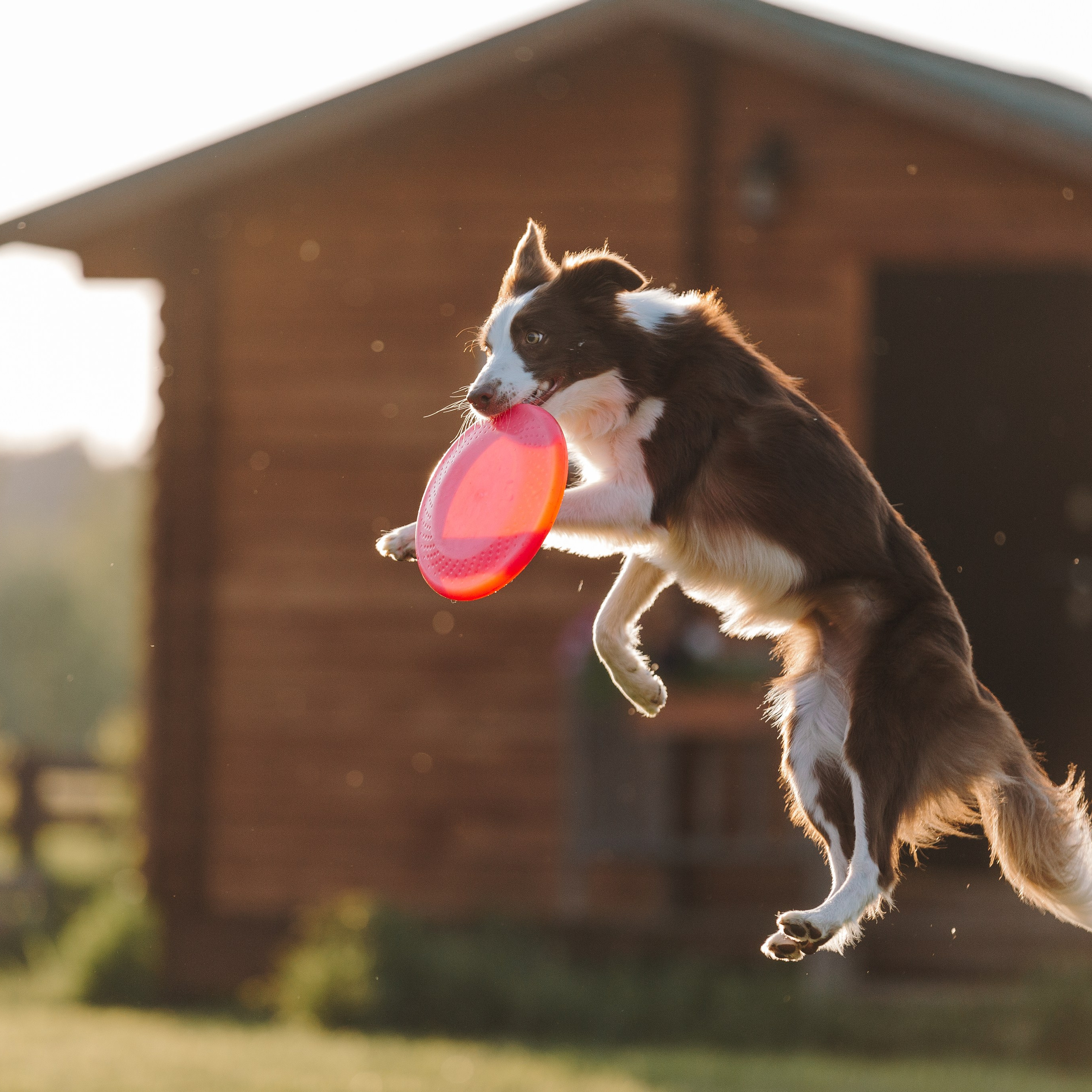 Кинологический лагерь в Горыныче