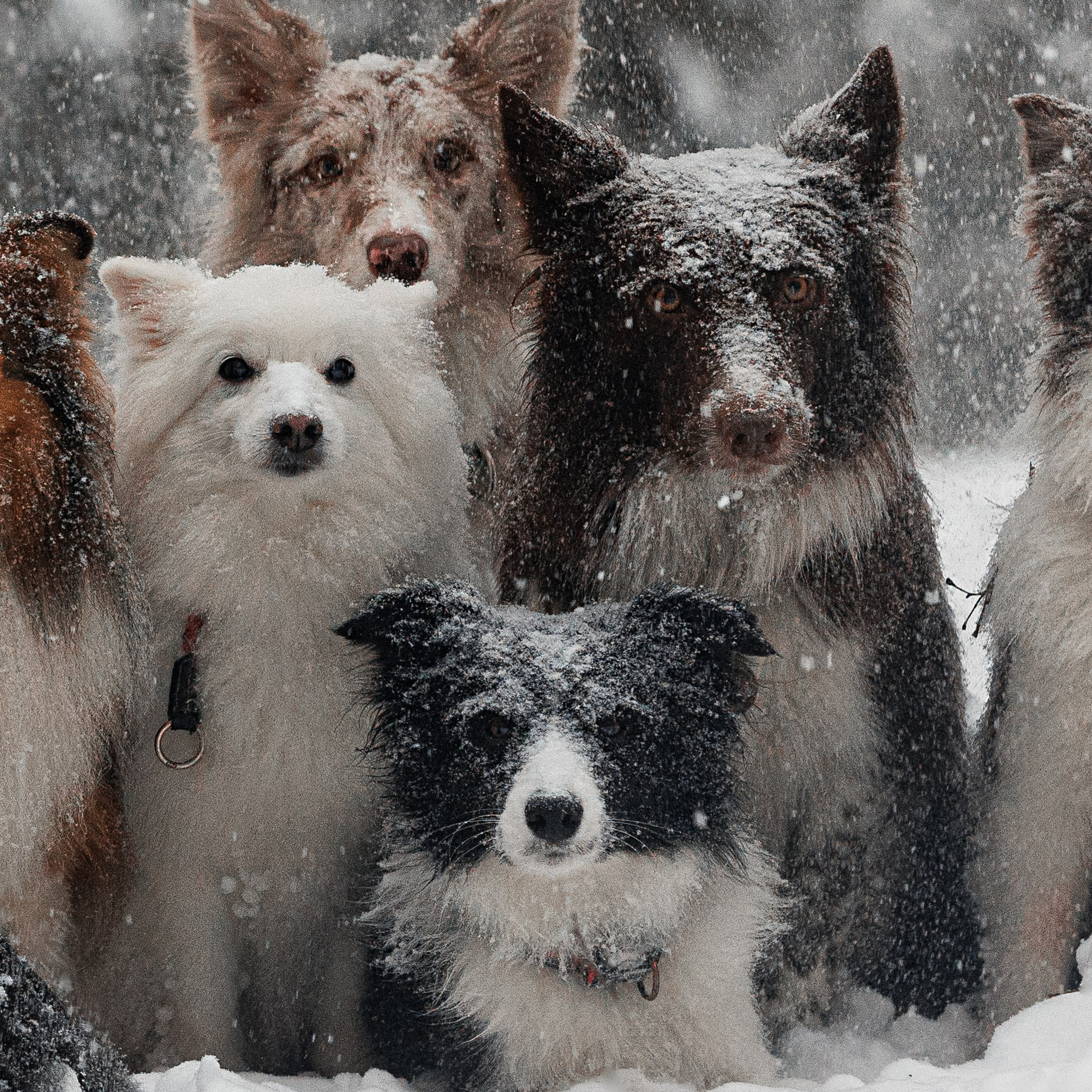 Даша и компания