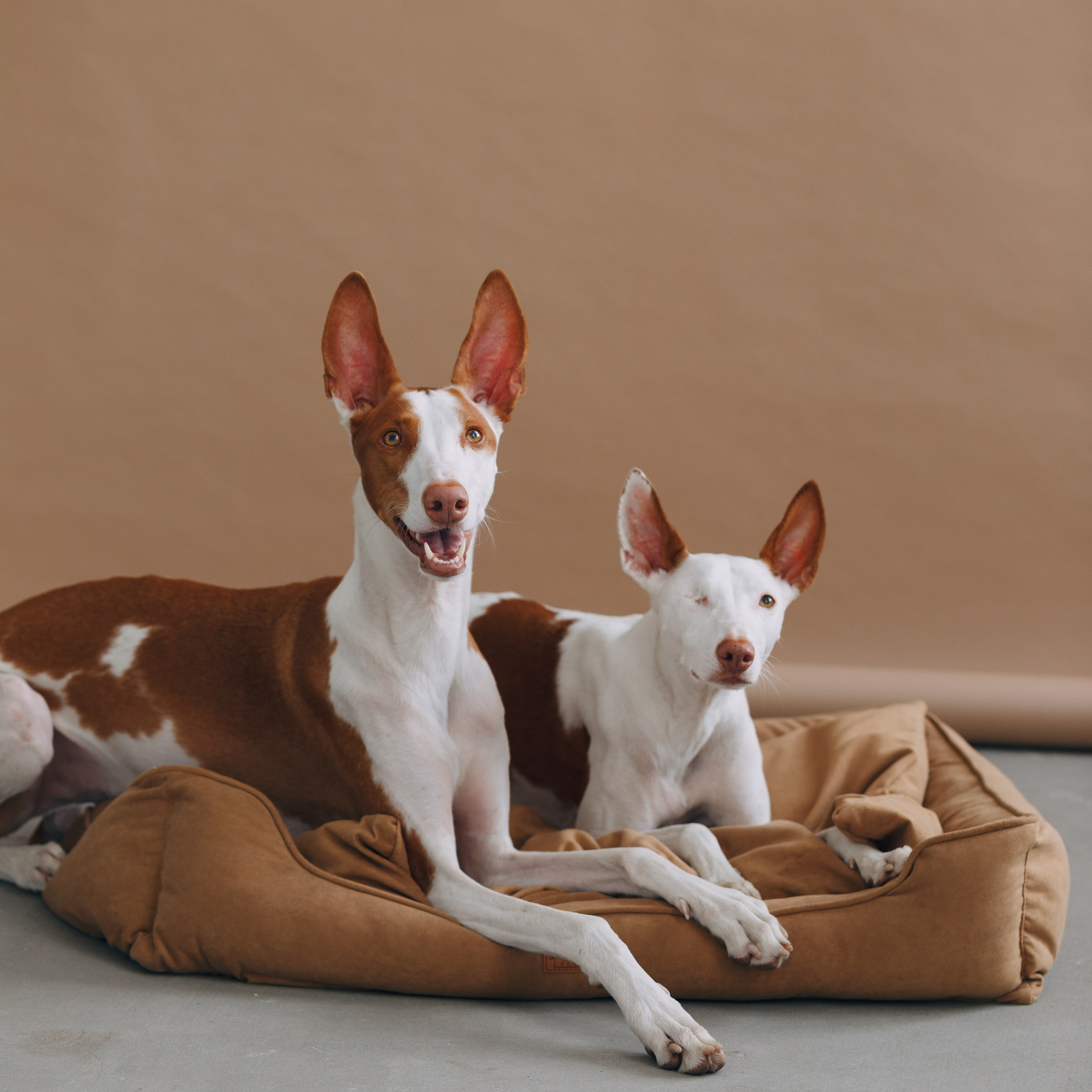 Boonwood Pets лежанки для животных