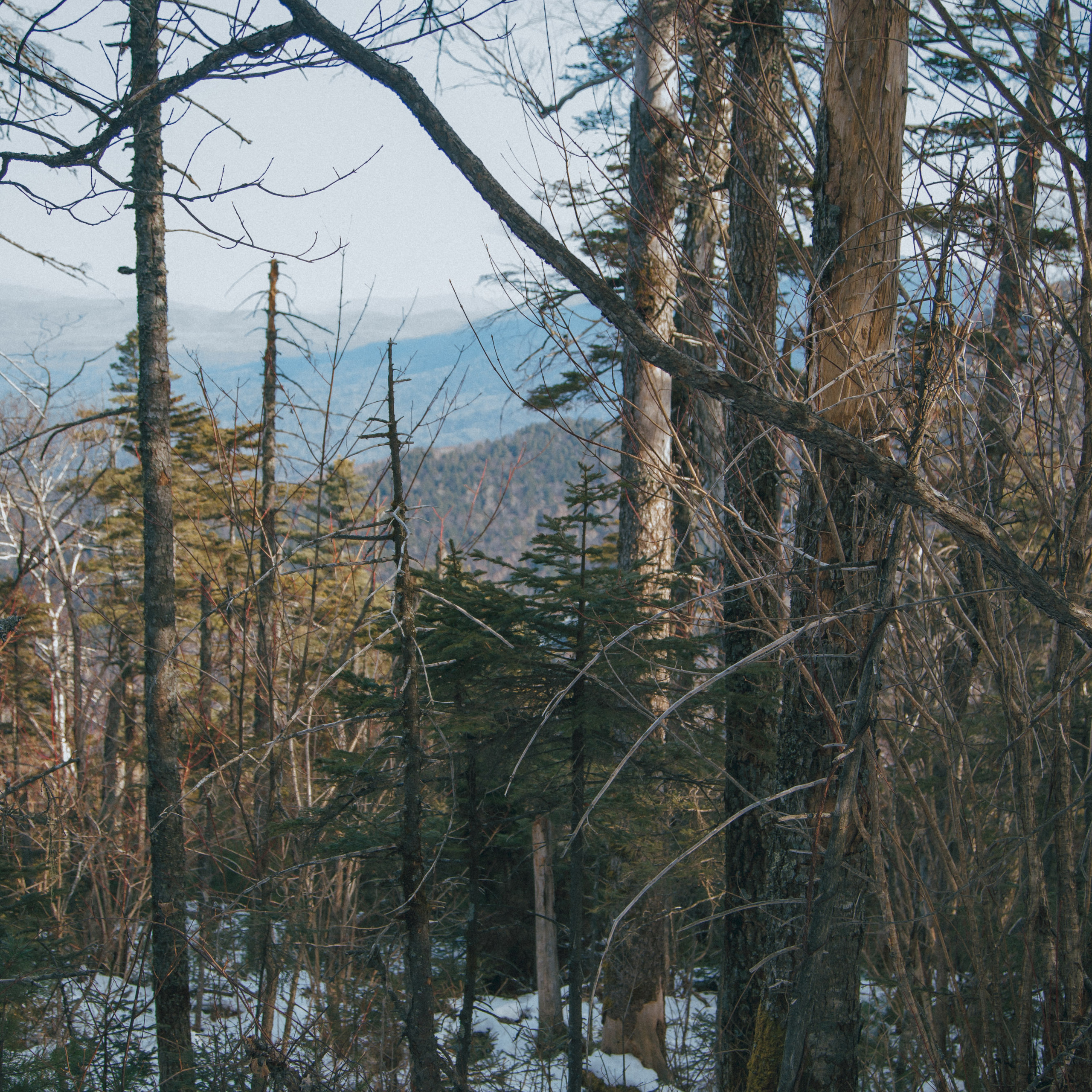 ФАЛАЗА разные года