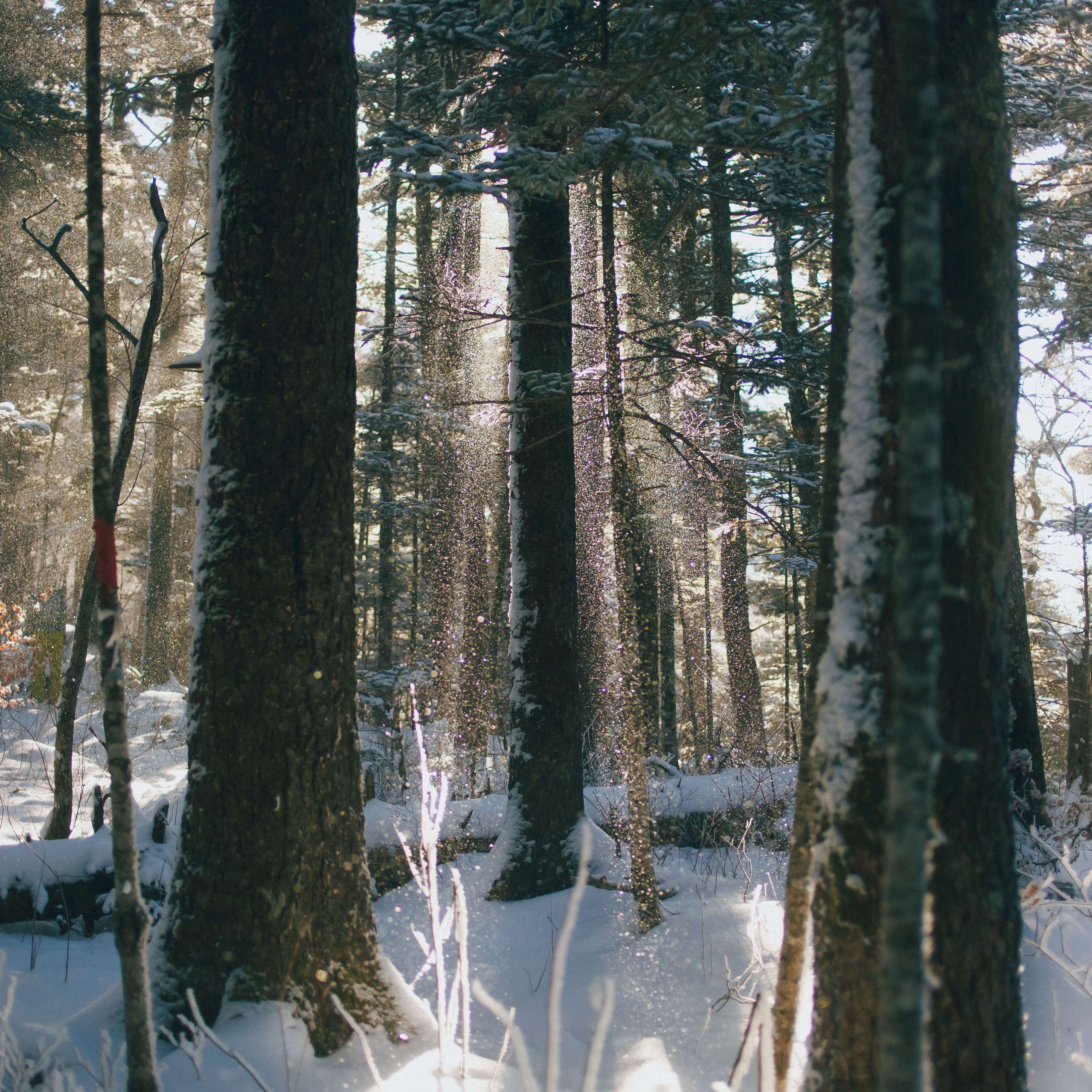 ФАЛАЗА разные года