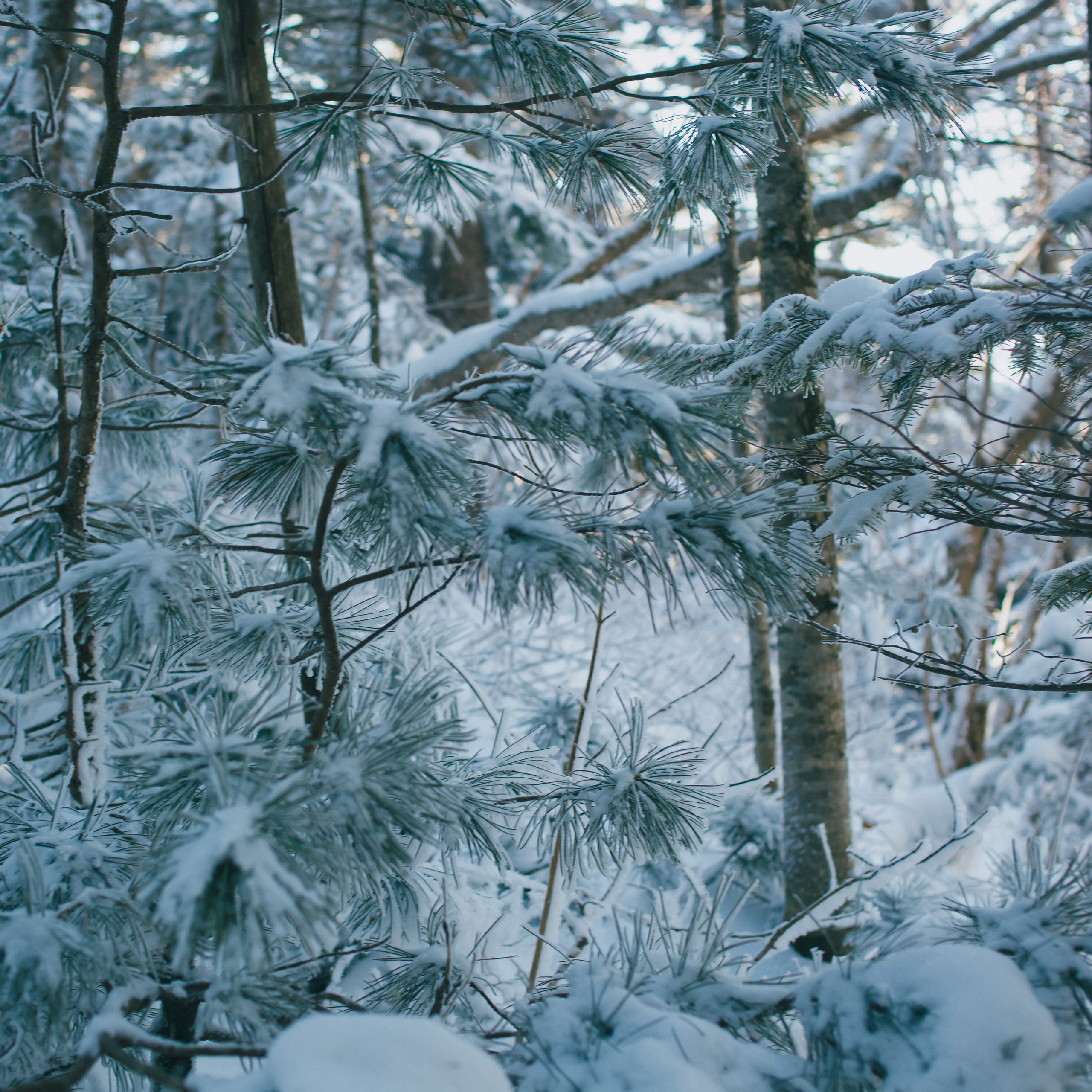 ФАЛАЗА разные года