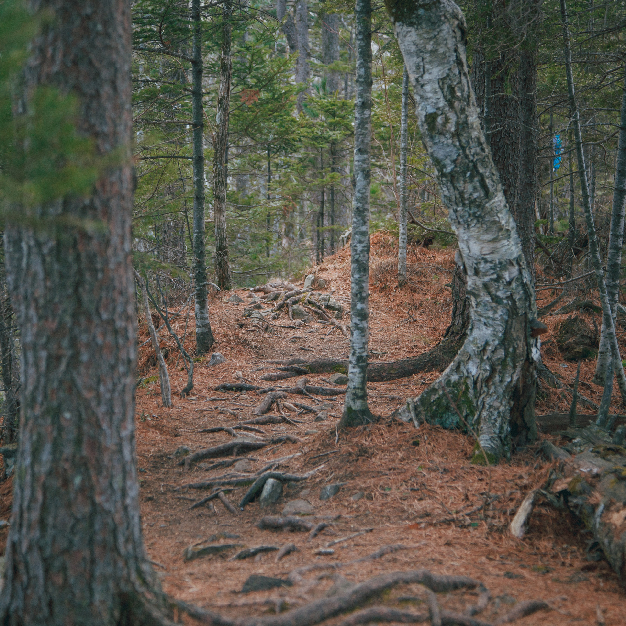 ФАЛАЗА разные года