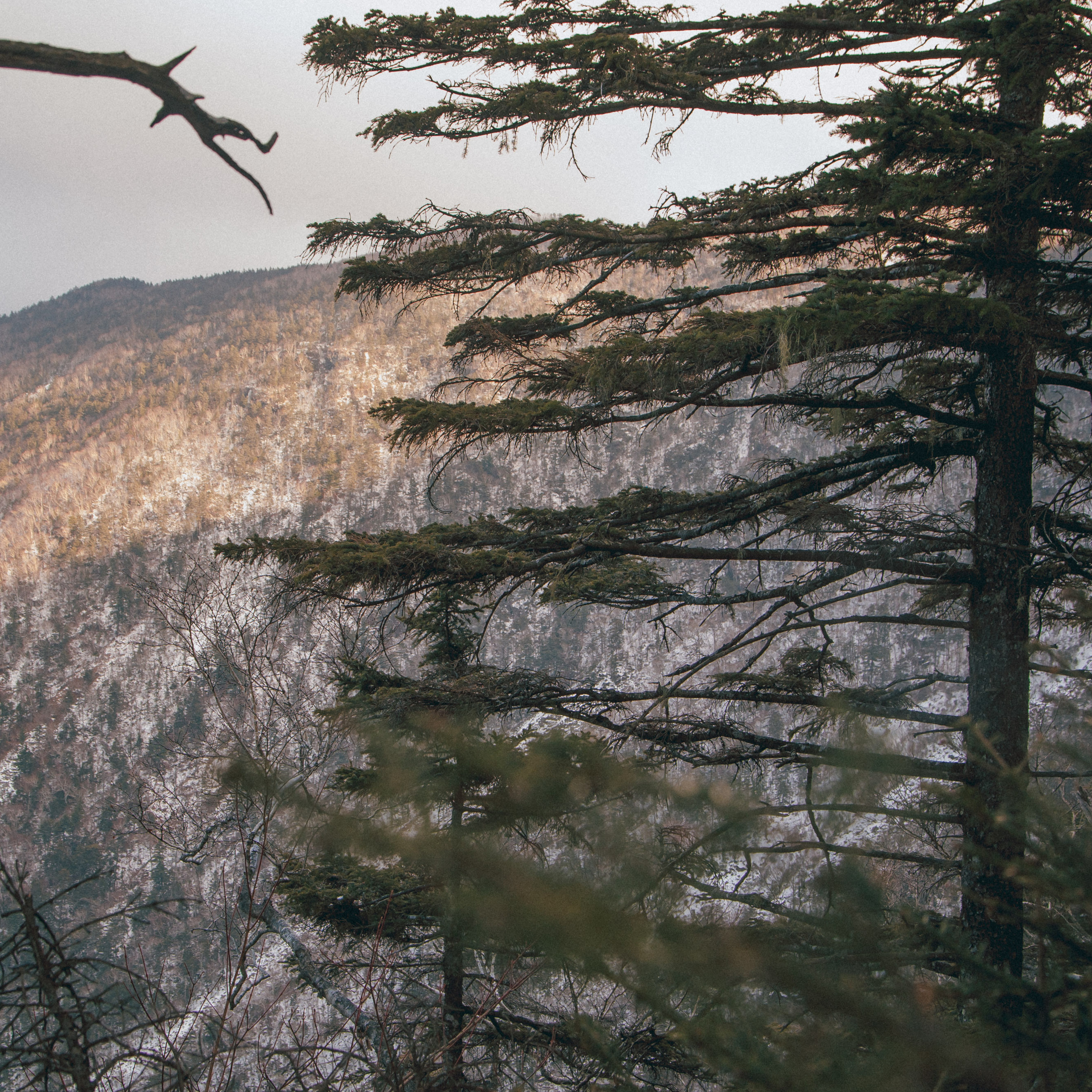 ФАЛАЗА разные года