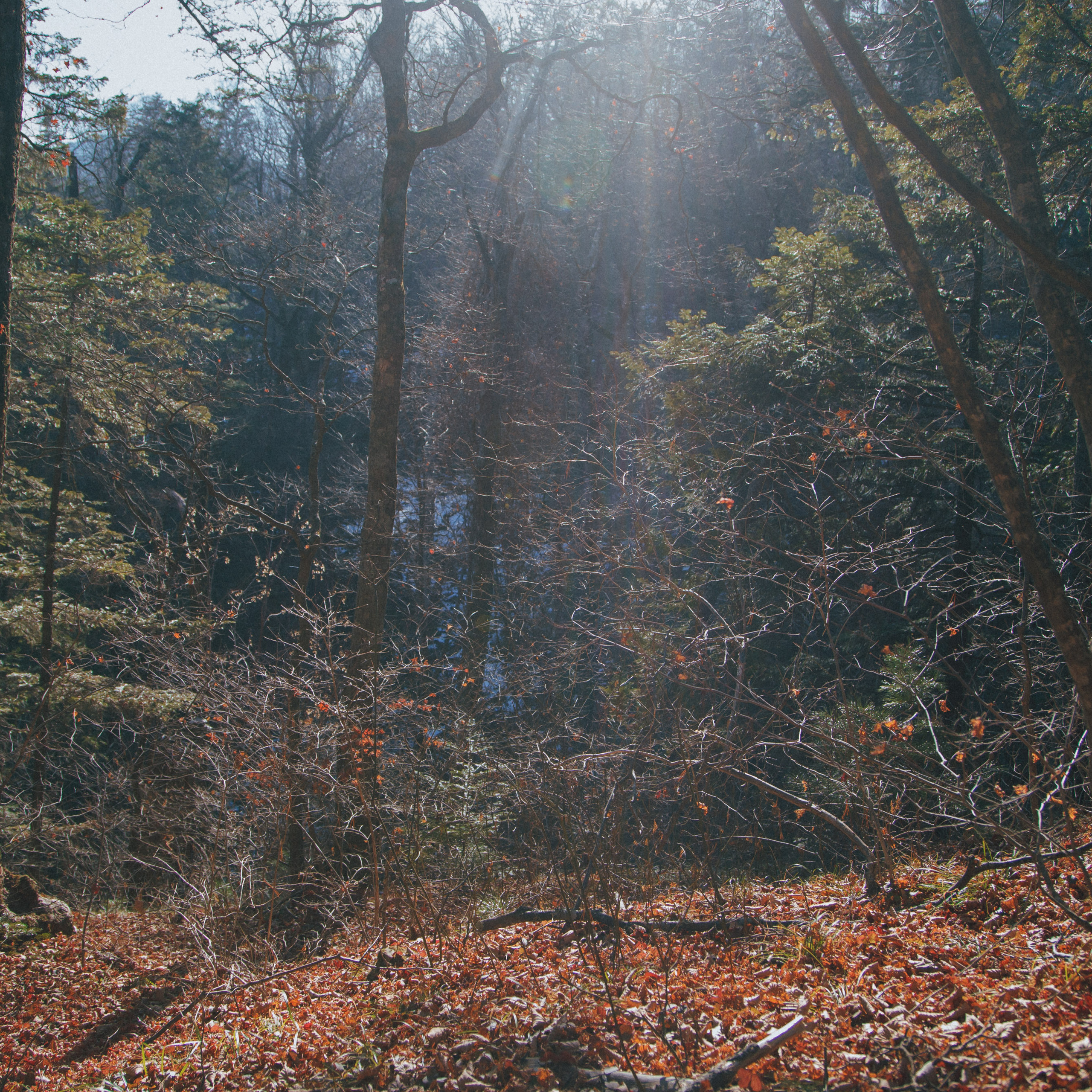 ФАЛАЗА разные года