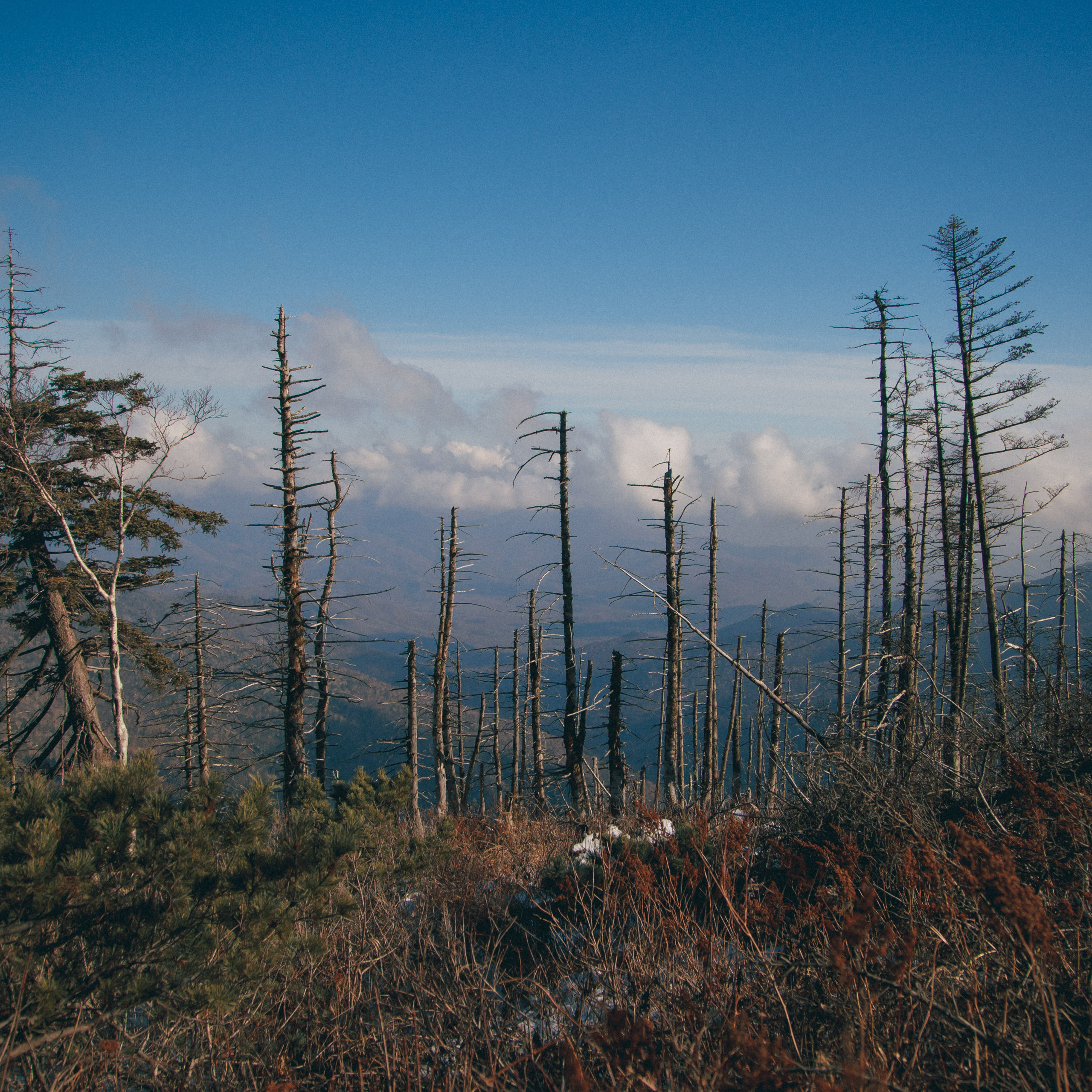 ФАЛАЗА разные года