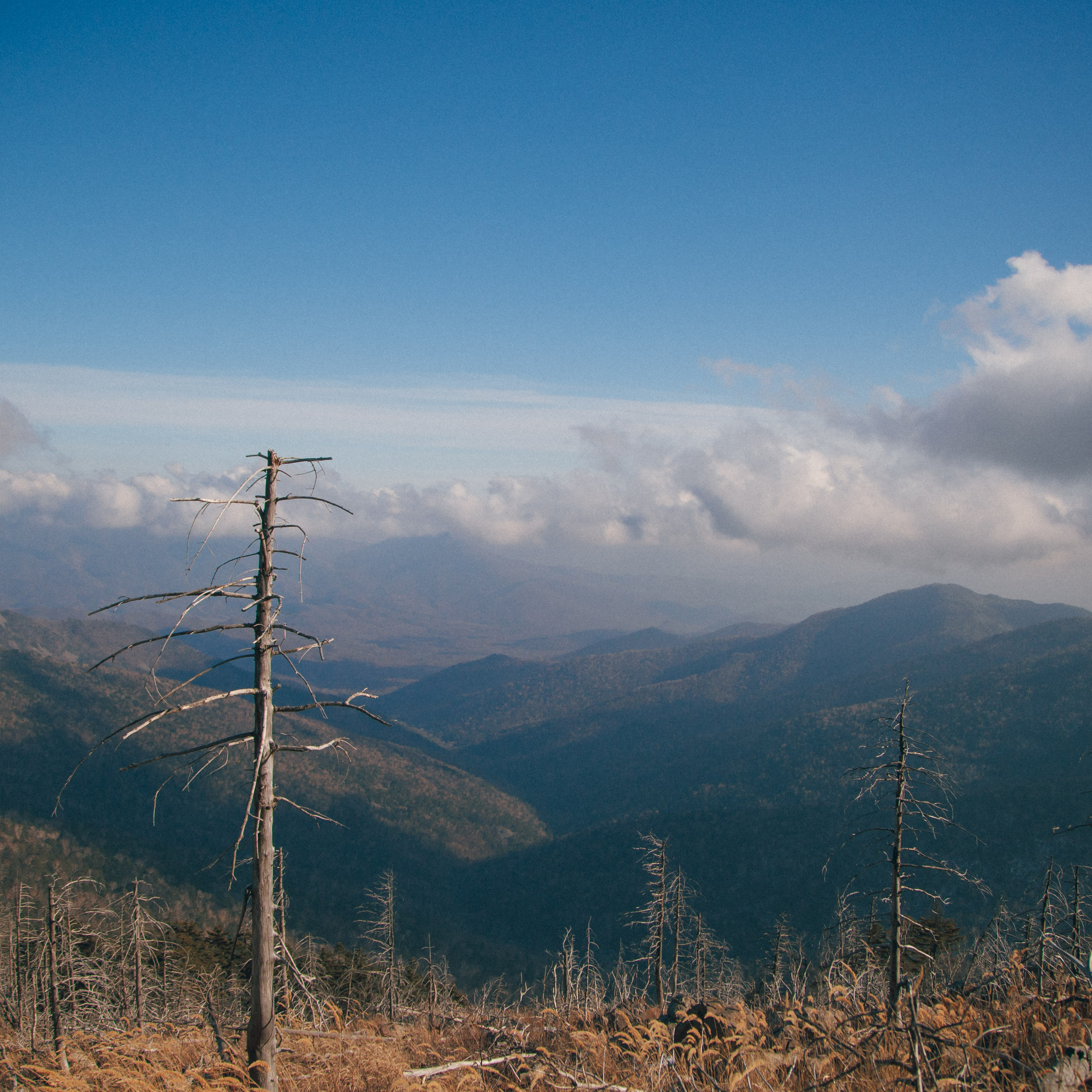 ФАЛАЗА разные года