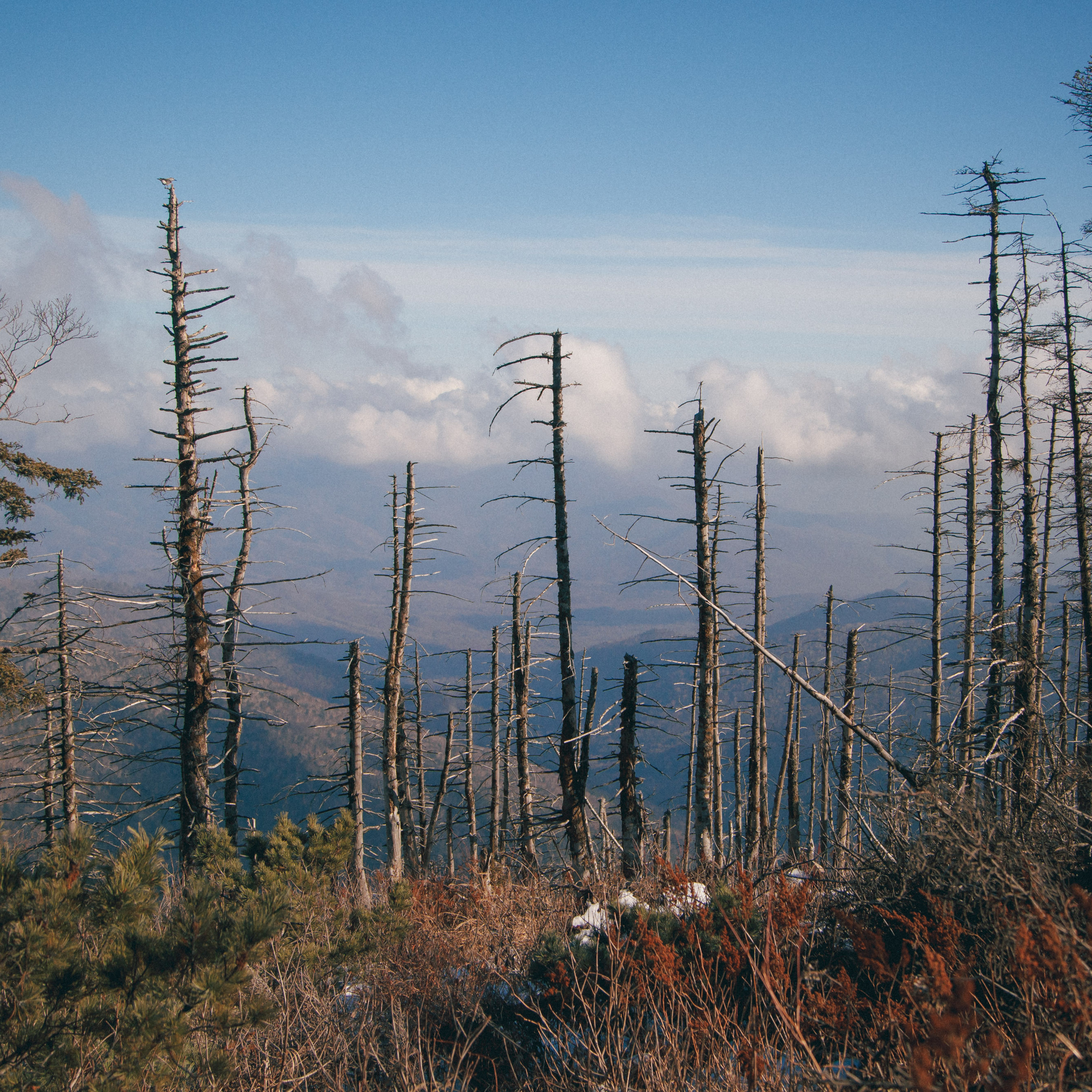 ФАЛАЗА разные года
