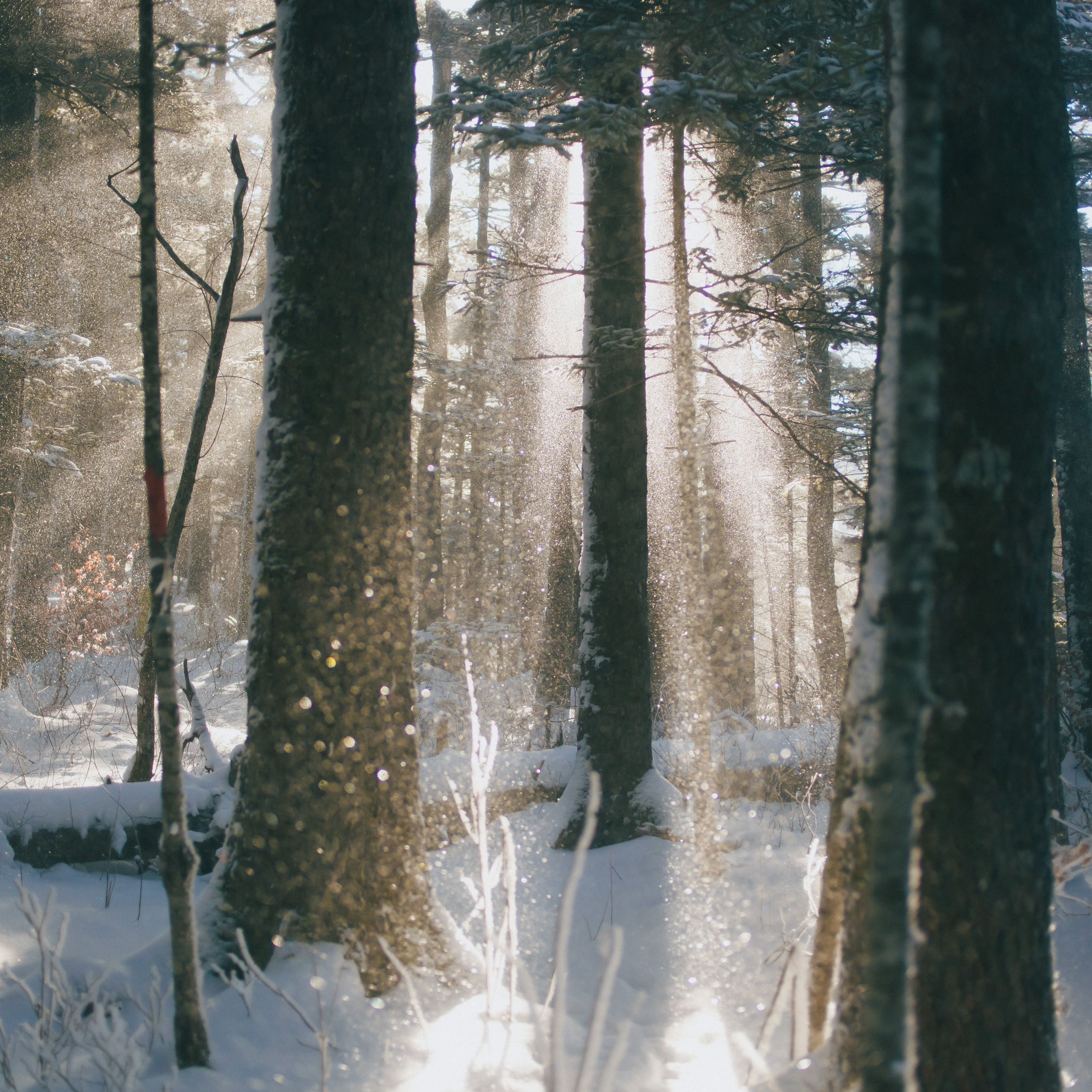 ФАЛАЗА разные года