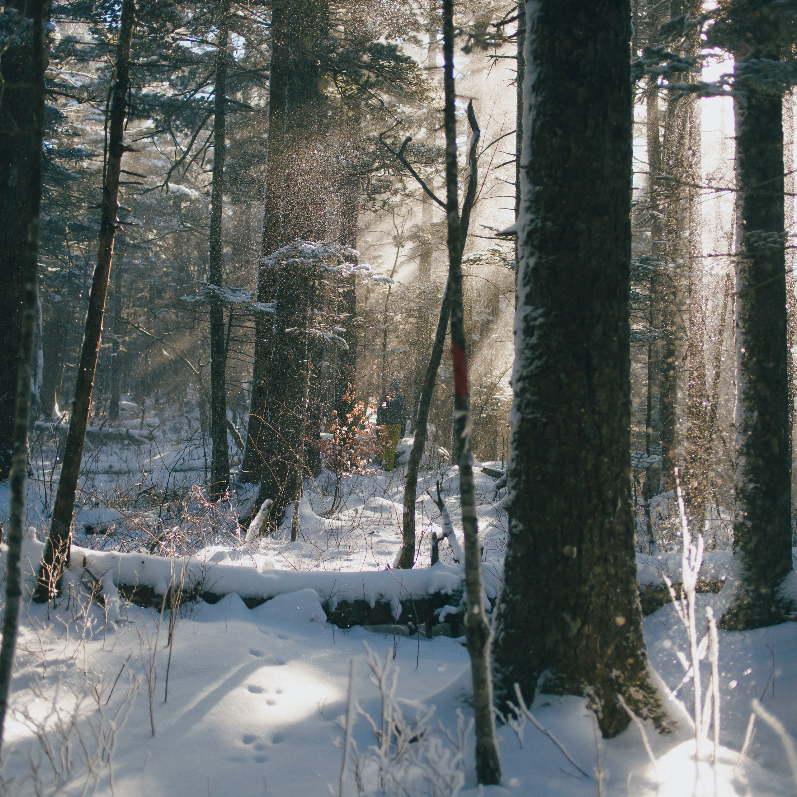 ФАЛАЗА разные года