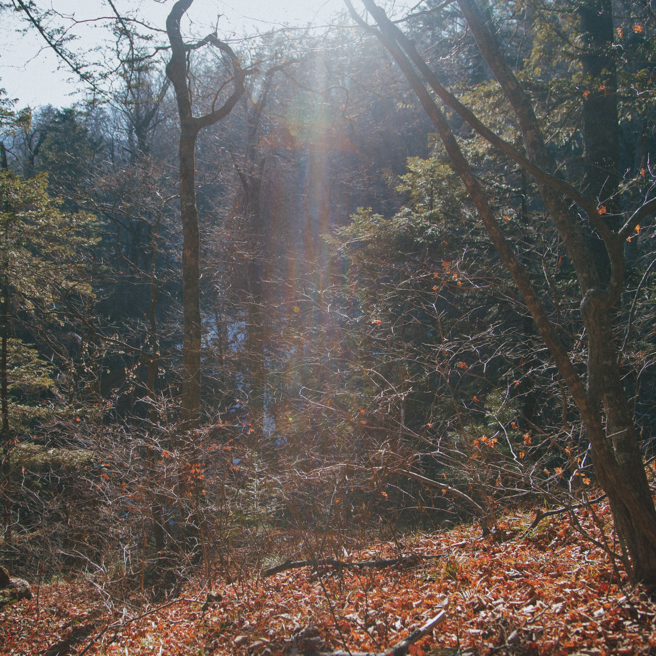 ФАЛАЗА разные года