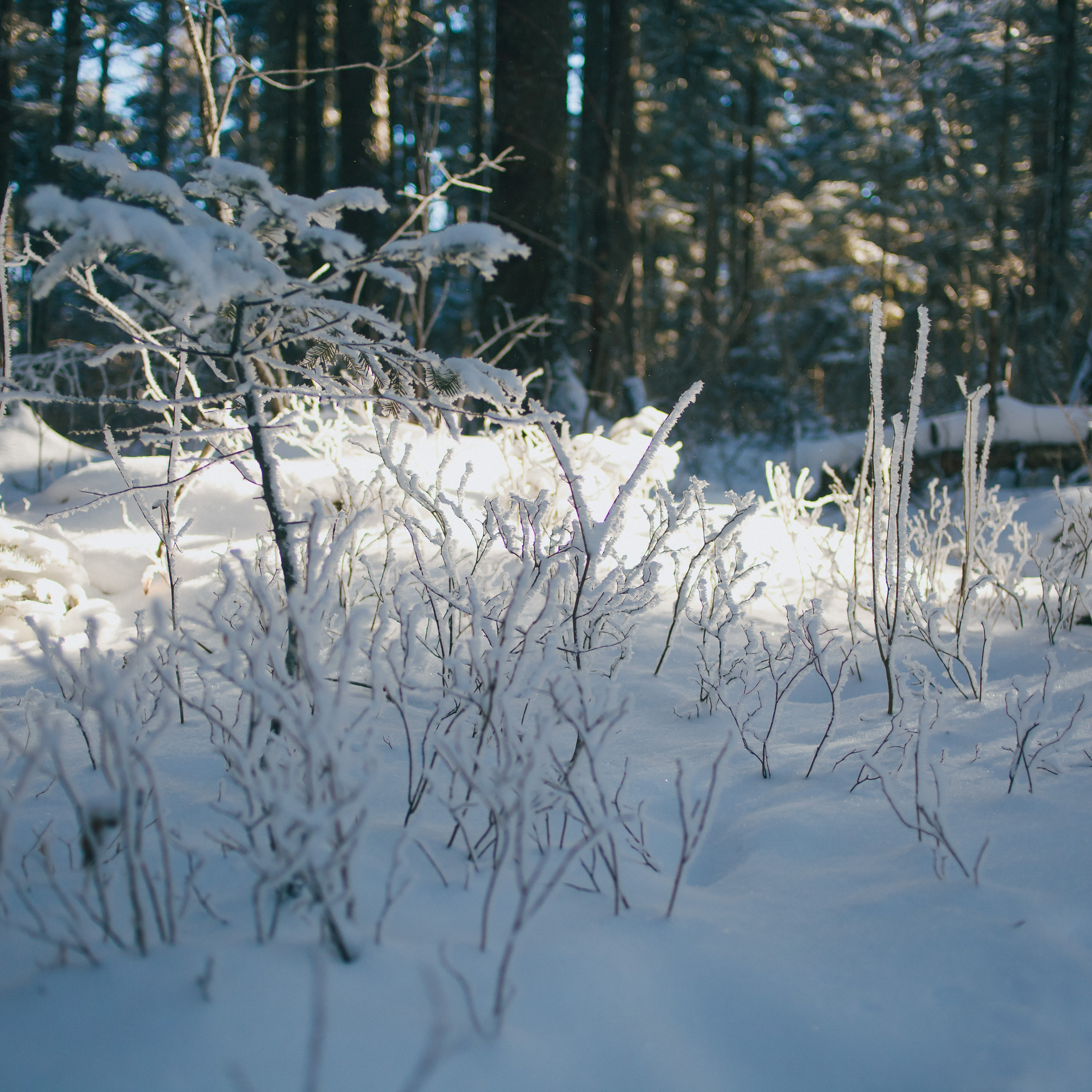 ФАЛАЗА разные года