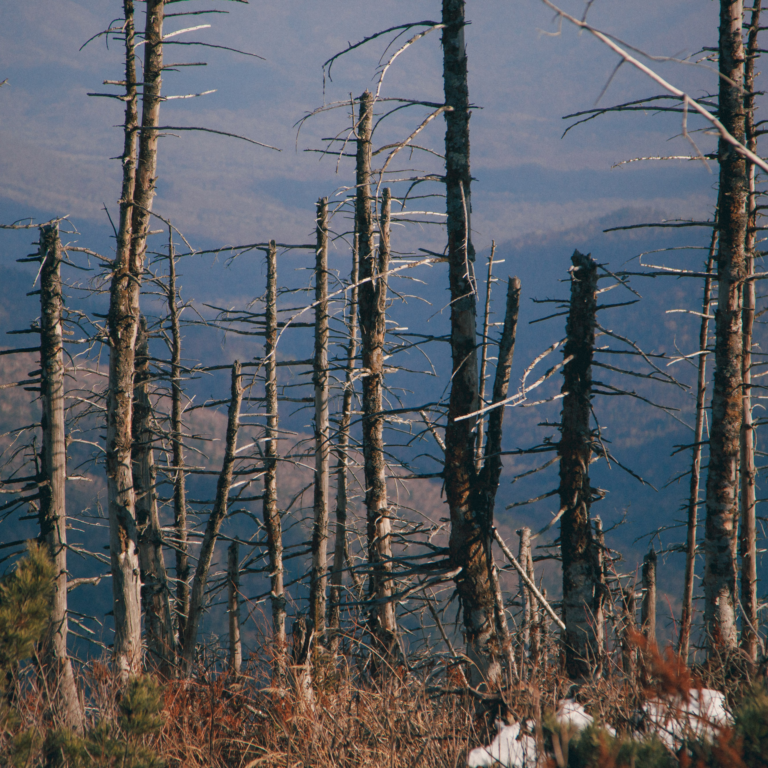 ФАЛАЗА разные года