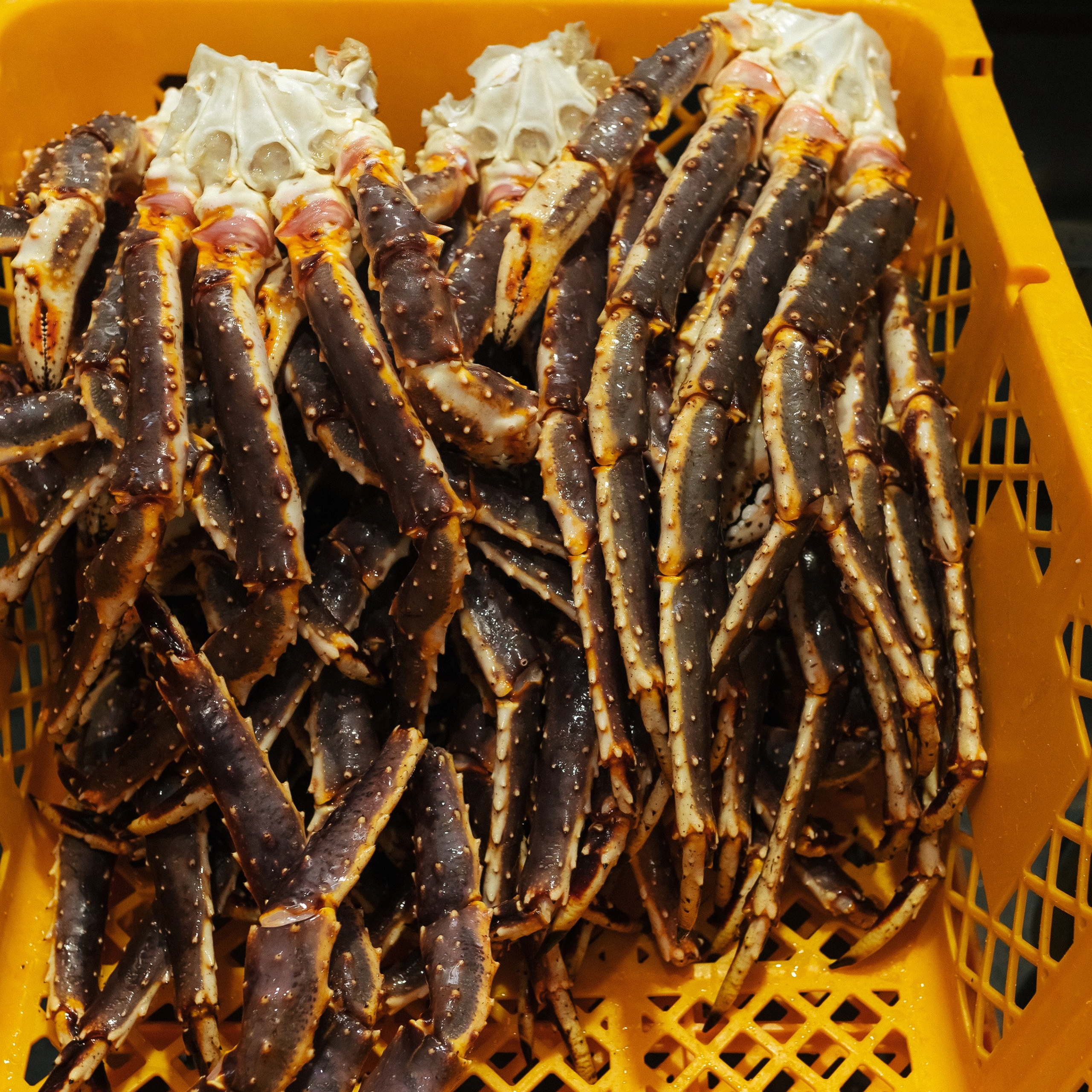 ТИХРЫБКОМ 2022