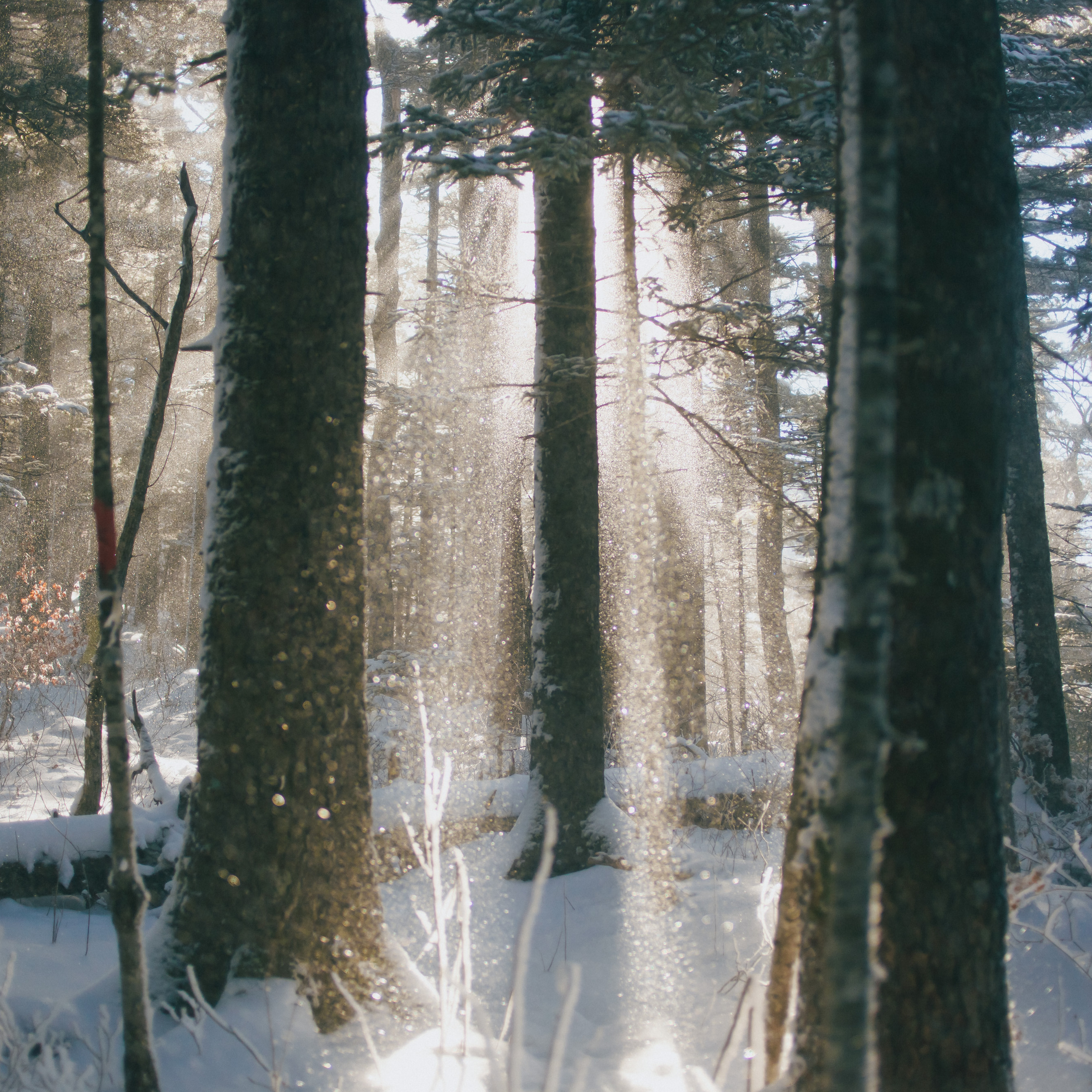 ФАЛАЗА разные года