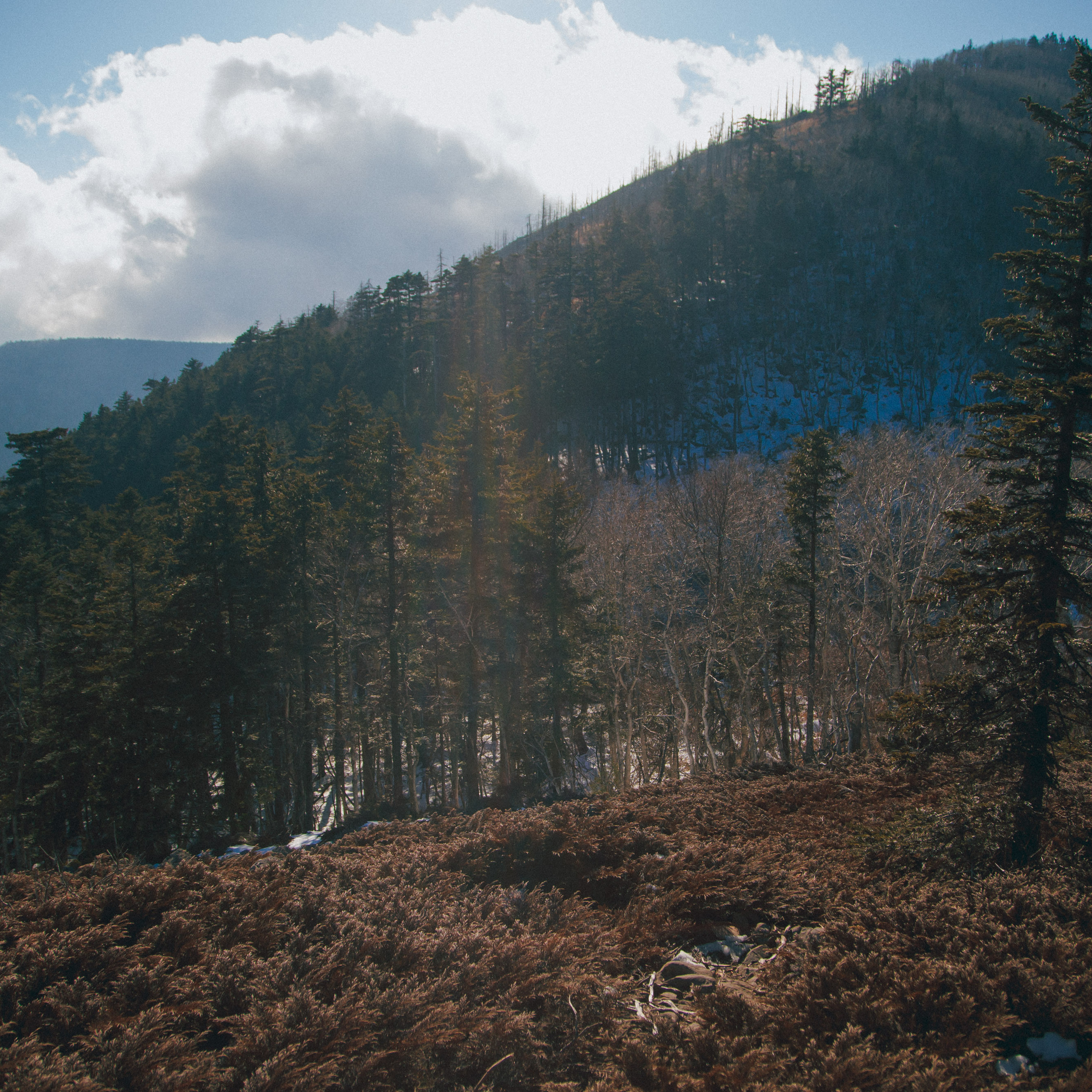 ФАЛАЗА разные года