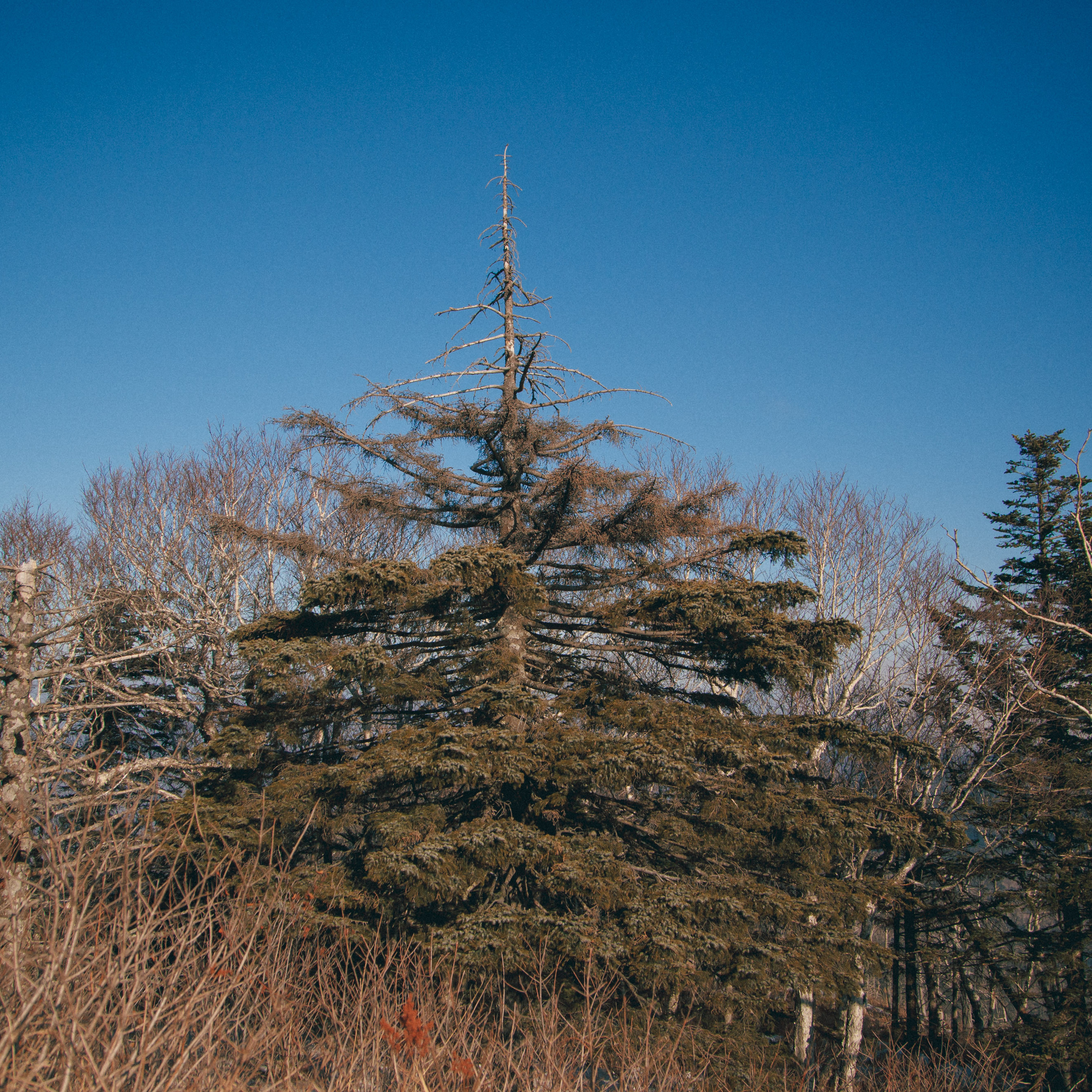 ФАЛАЗА разные года