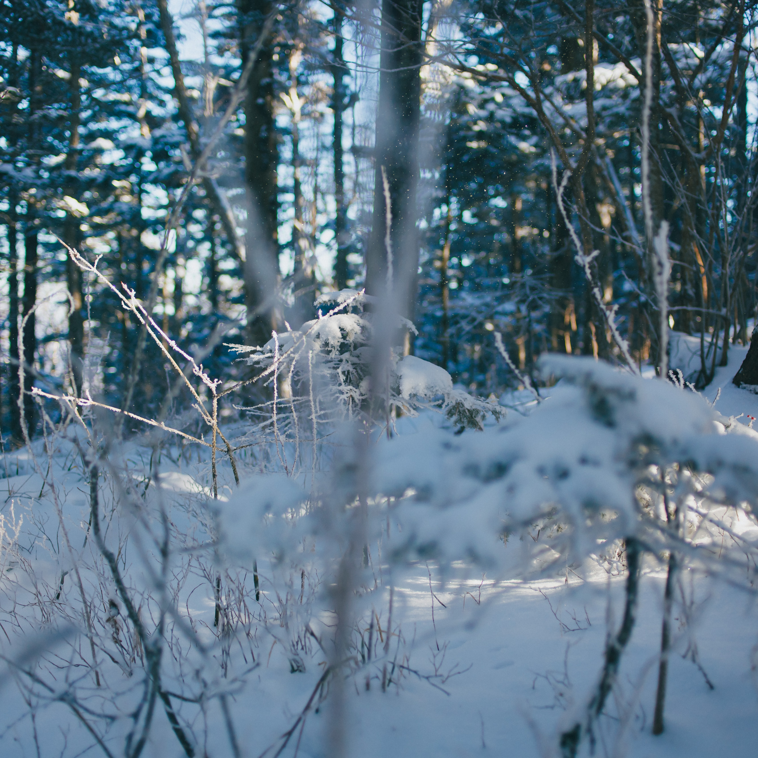 ФАЛАЗА разные года