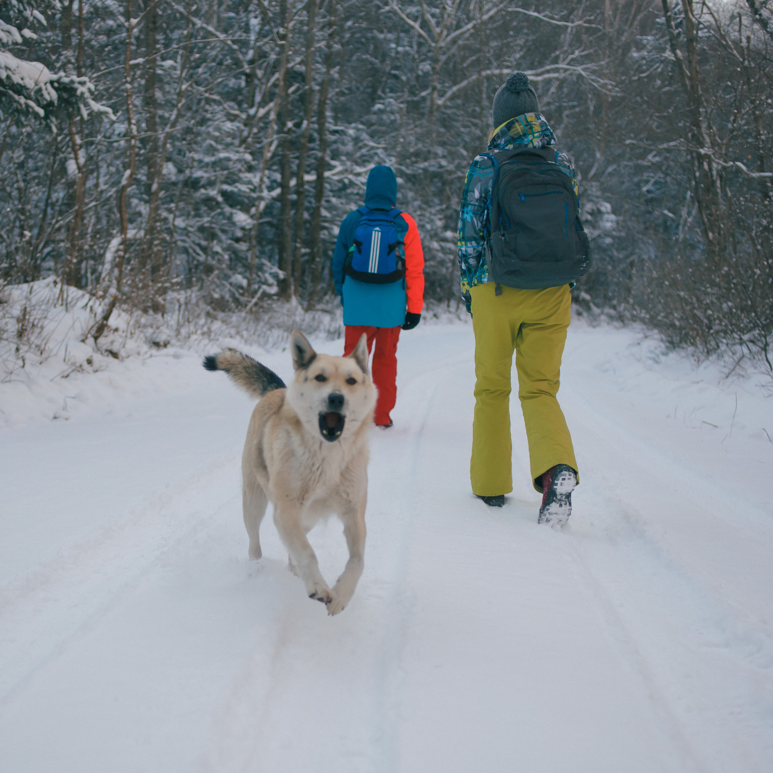 ФАЛАЗА разные года