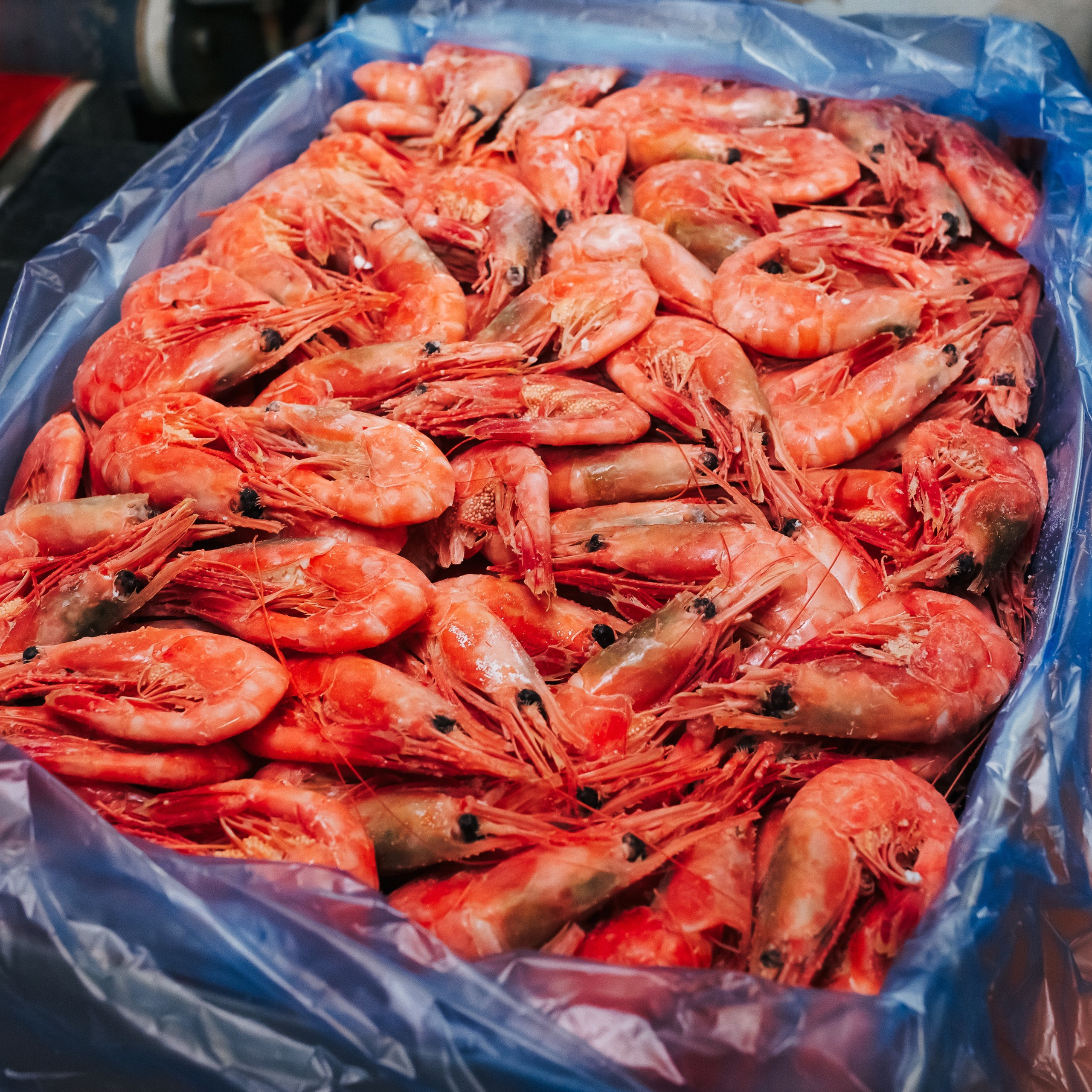 ТИХРЫБКОМ 2022