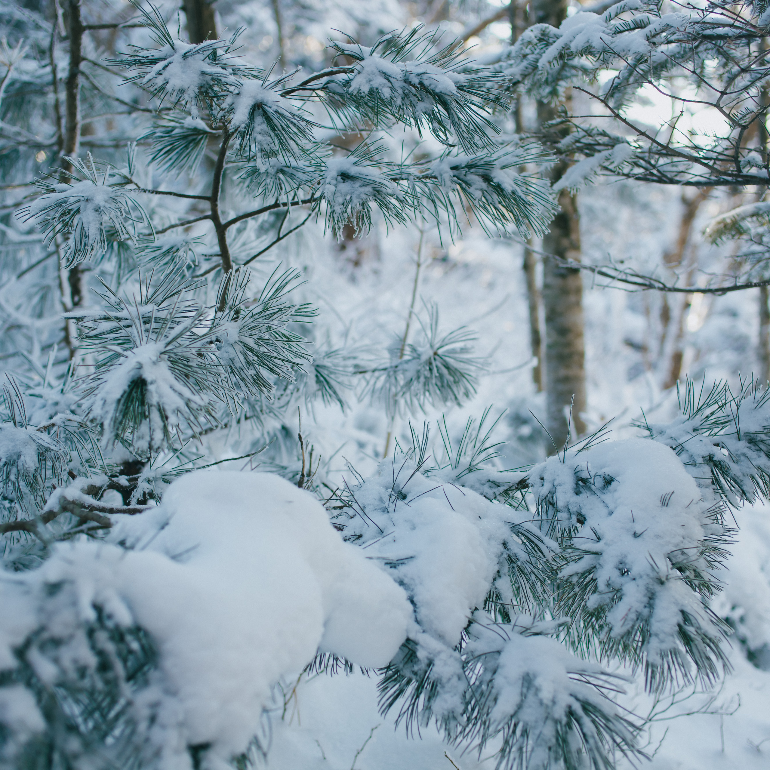 ФАЛАЗА разные года