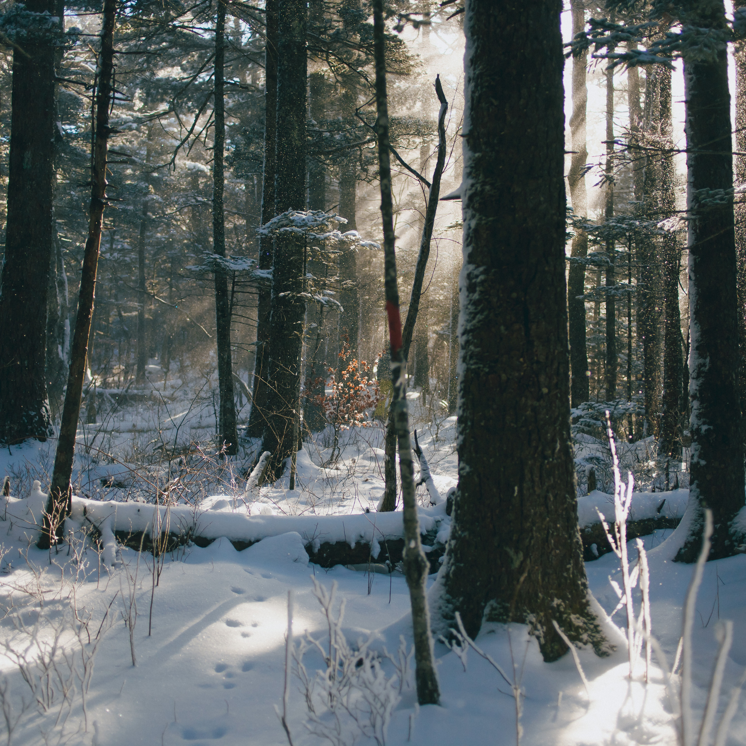 ФАЛАЗА разные года