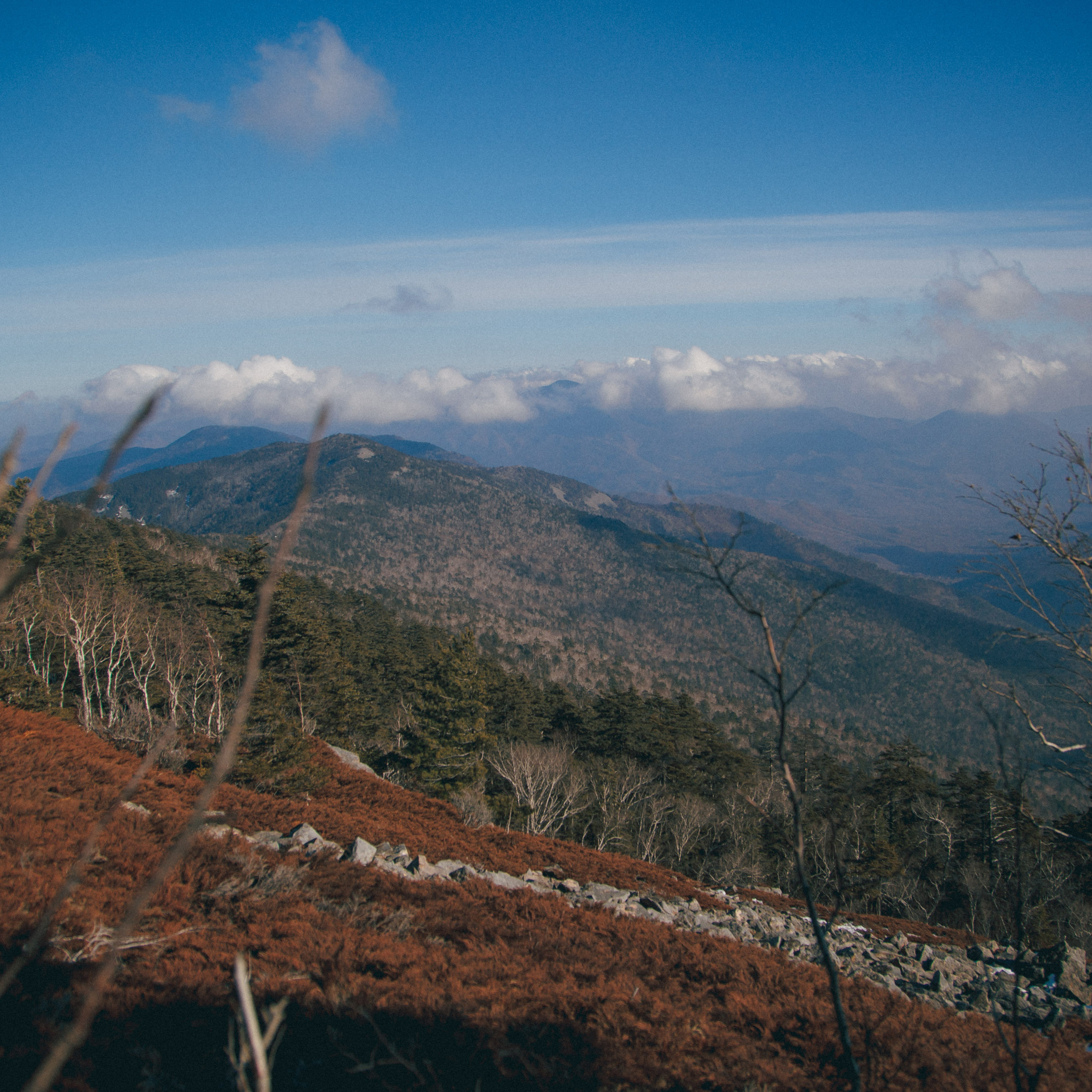 ФАЛАЗА разные года