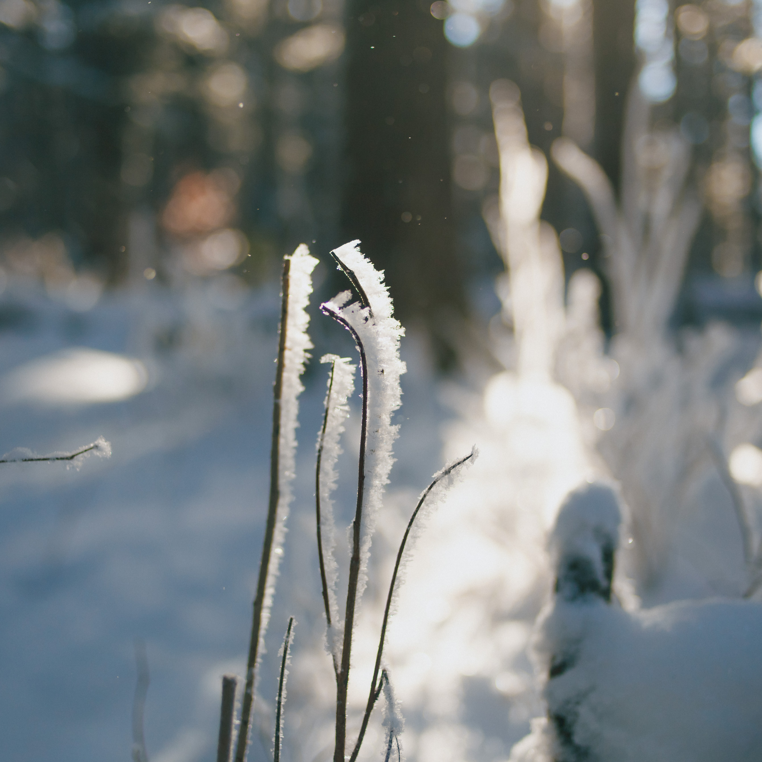 ФАЛАЗА разные года