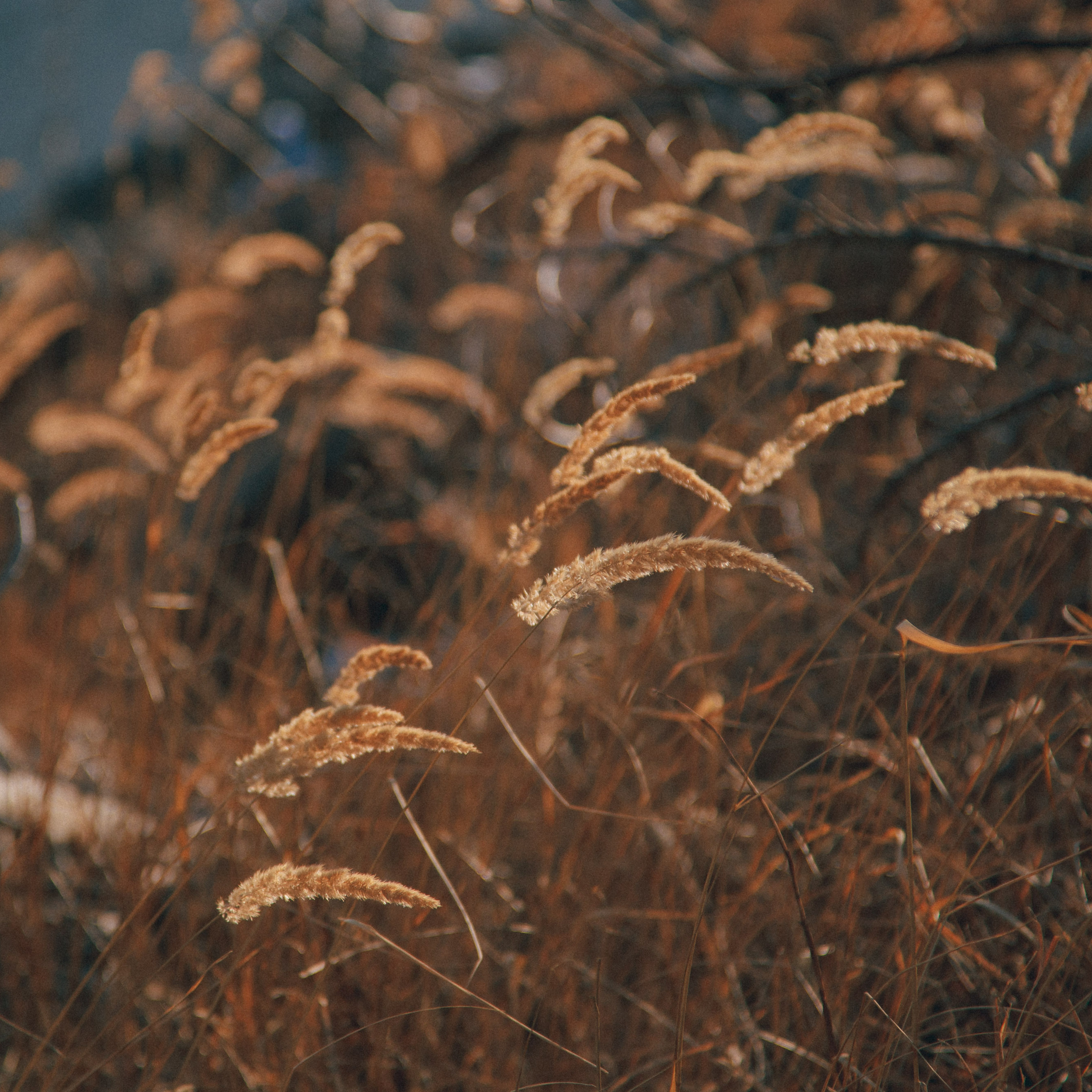 ФАЛАЗА разные года