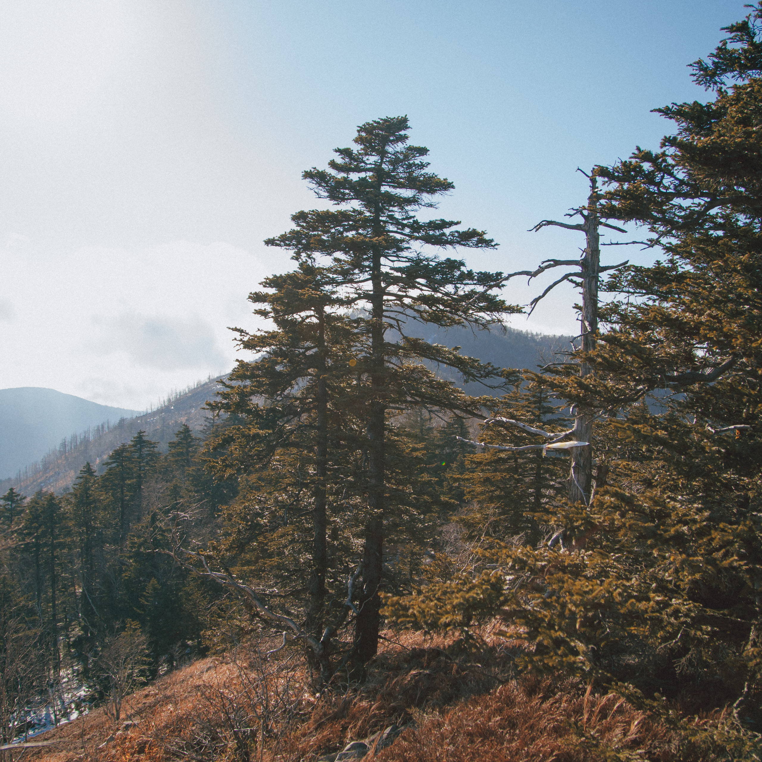 ФАЛАЗА разные года