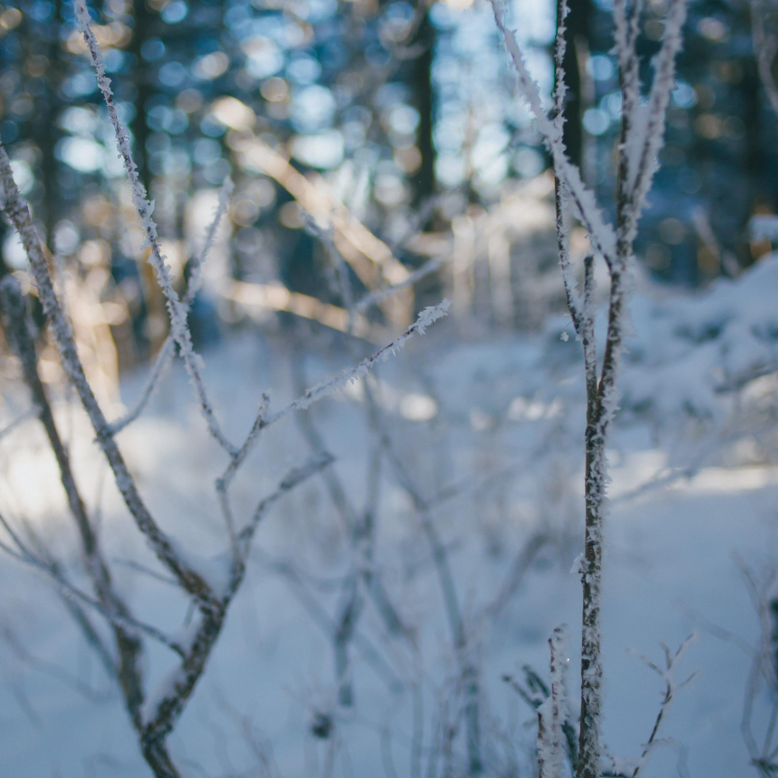 ФАЛАЗА разные года