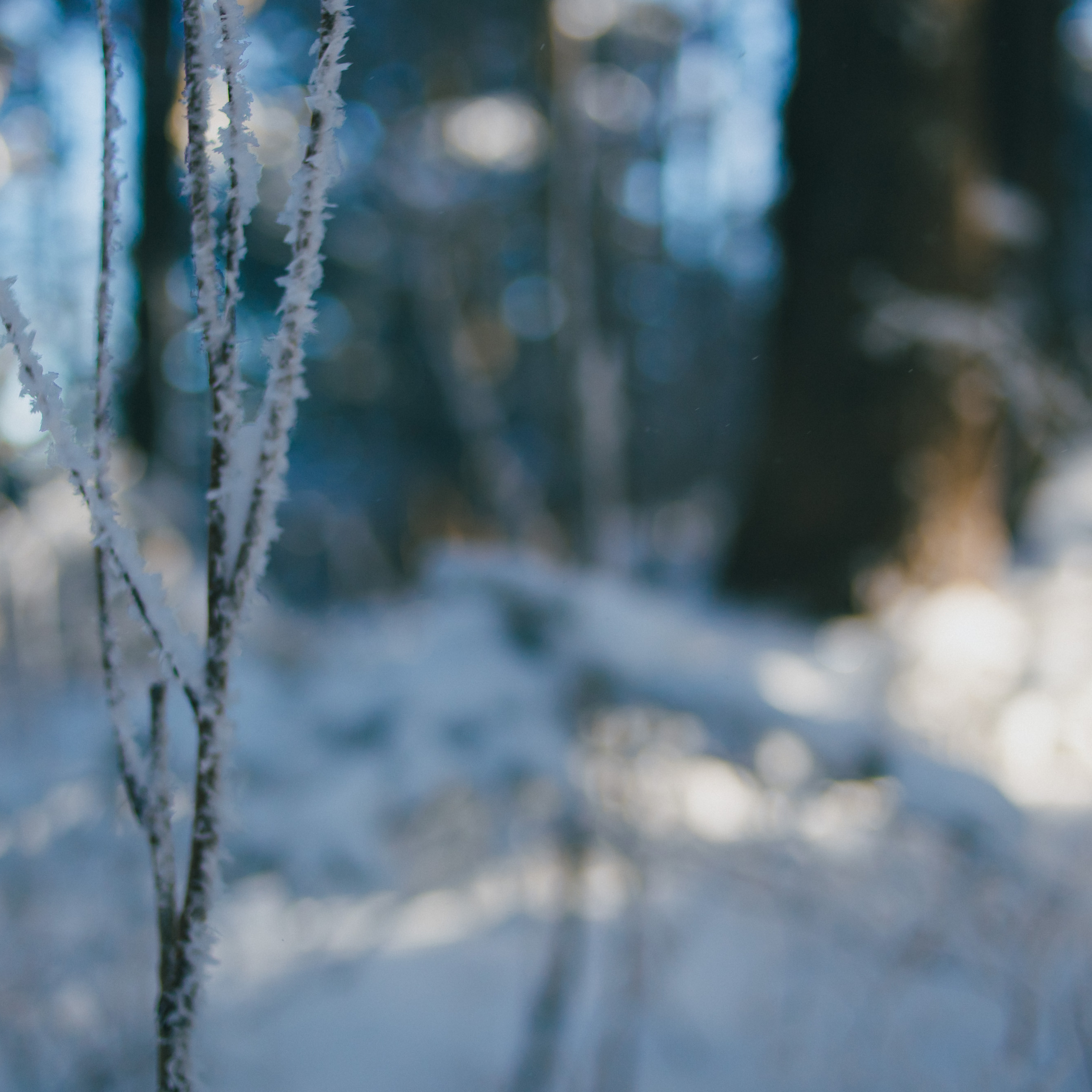 ФАЛАЗА разные года