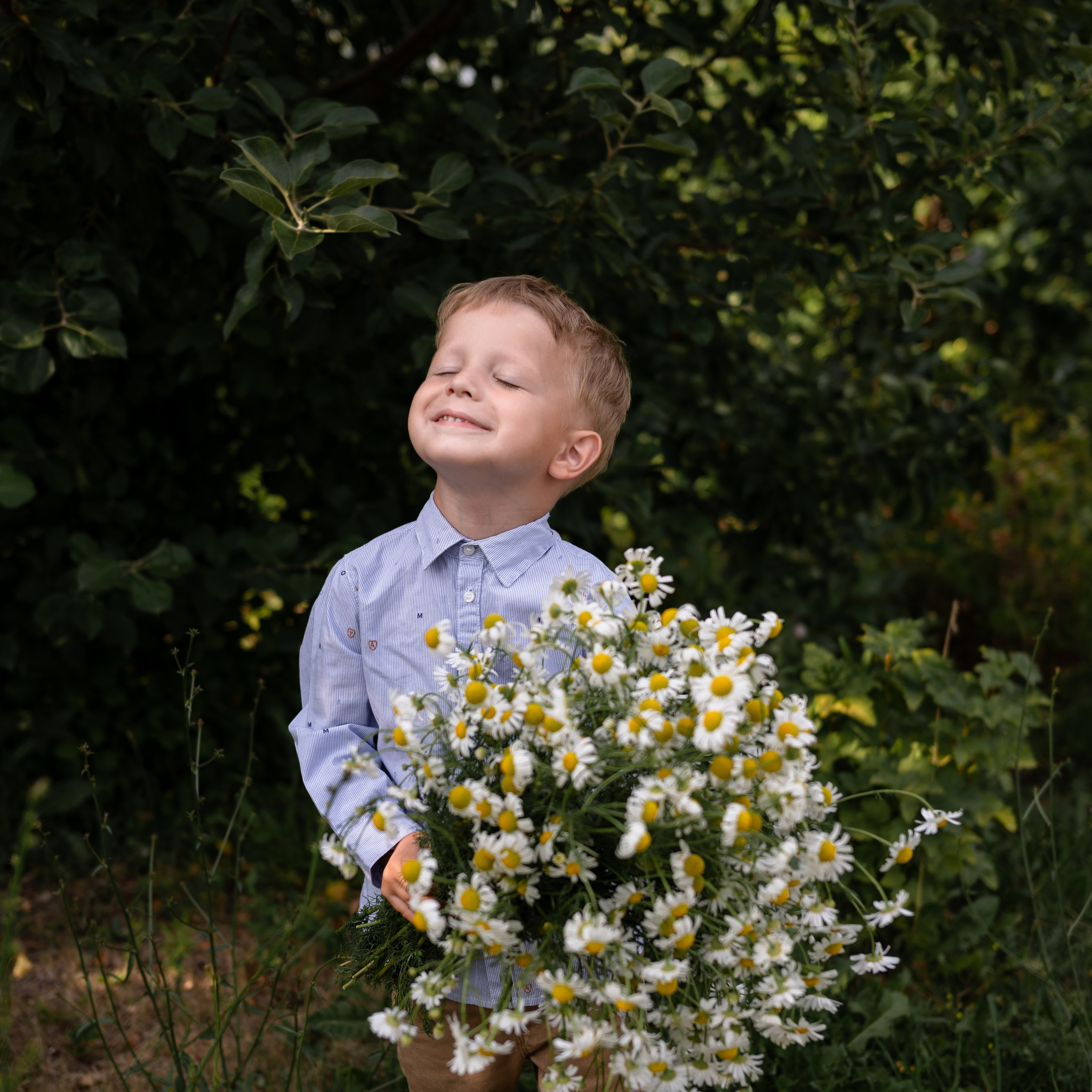 Ромашки и утята