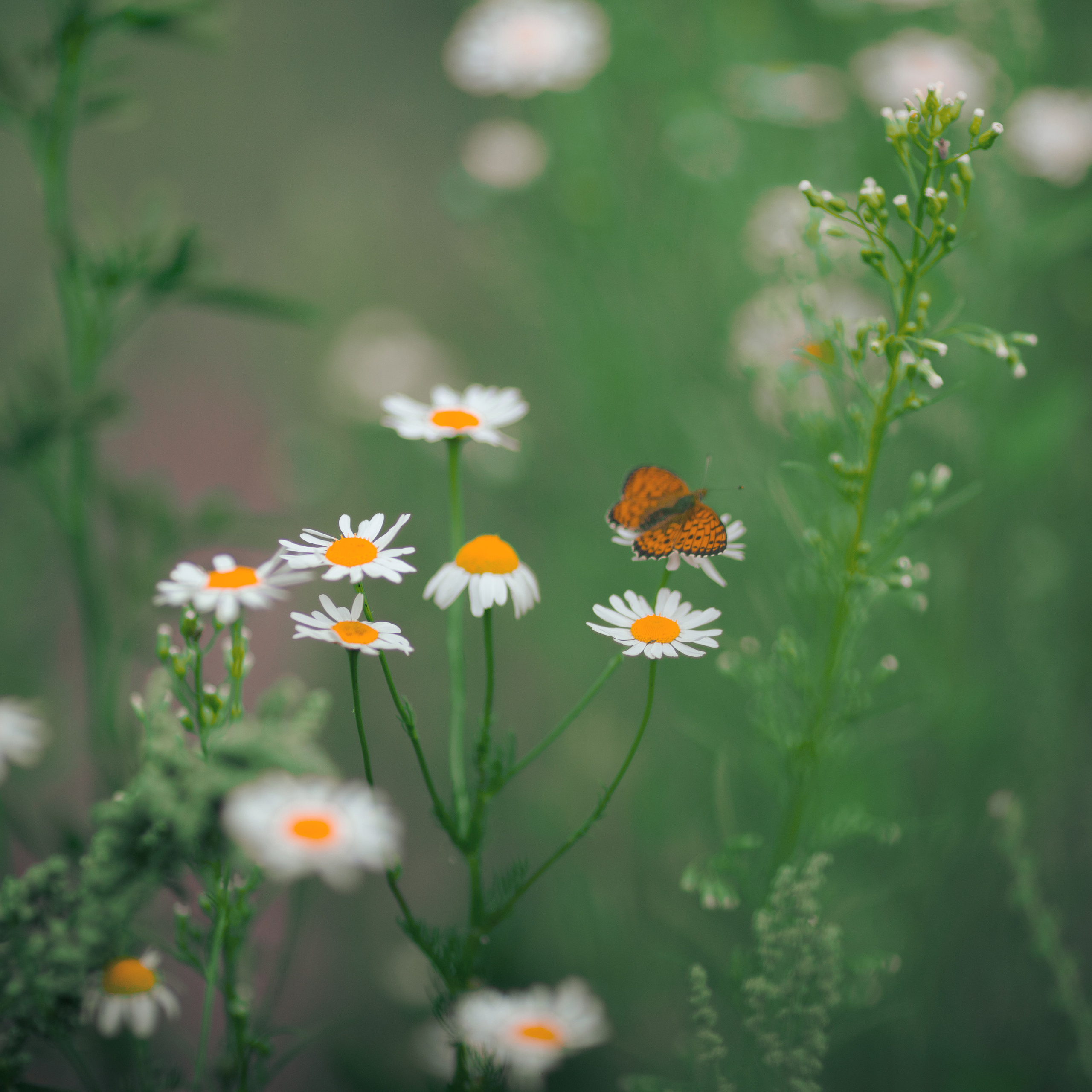 Отзывы. Фотограф в Москве Оксана Цехмистер