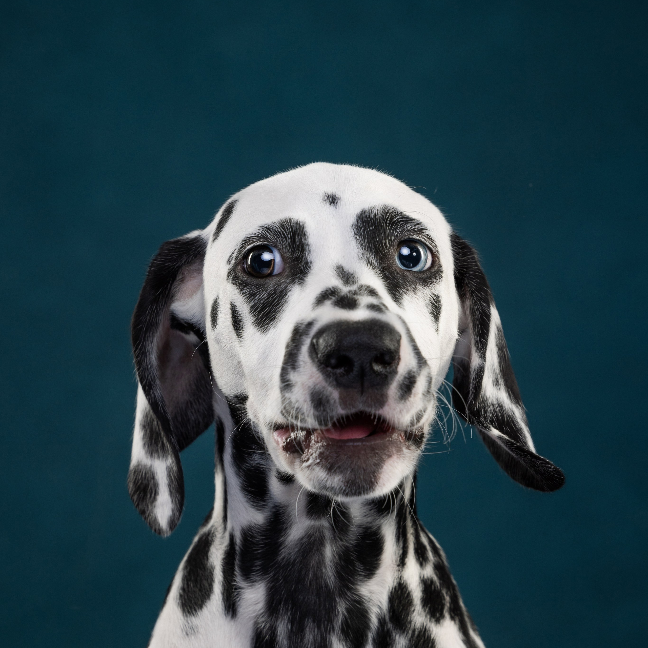 Далматин Одри