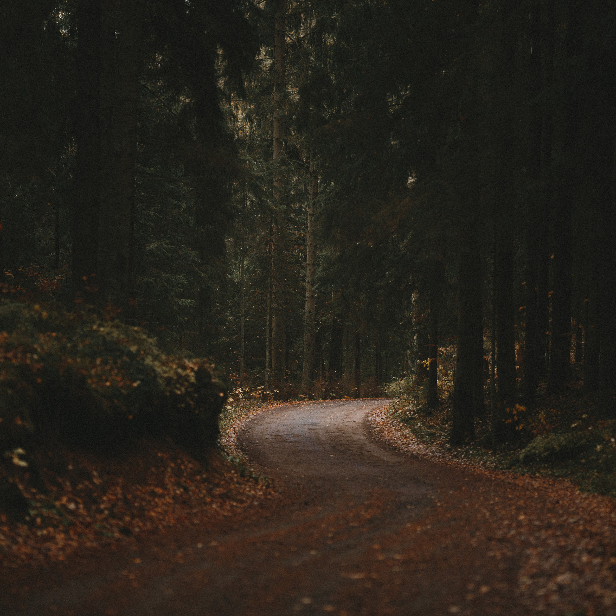 Отзывы. Фотограф анималист Осипчикова Мария