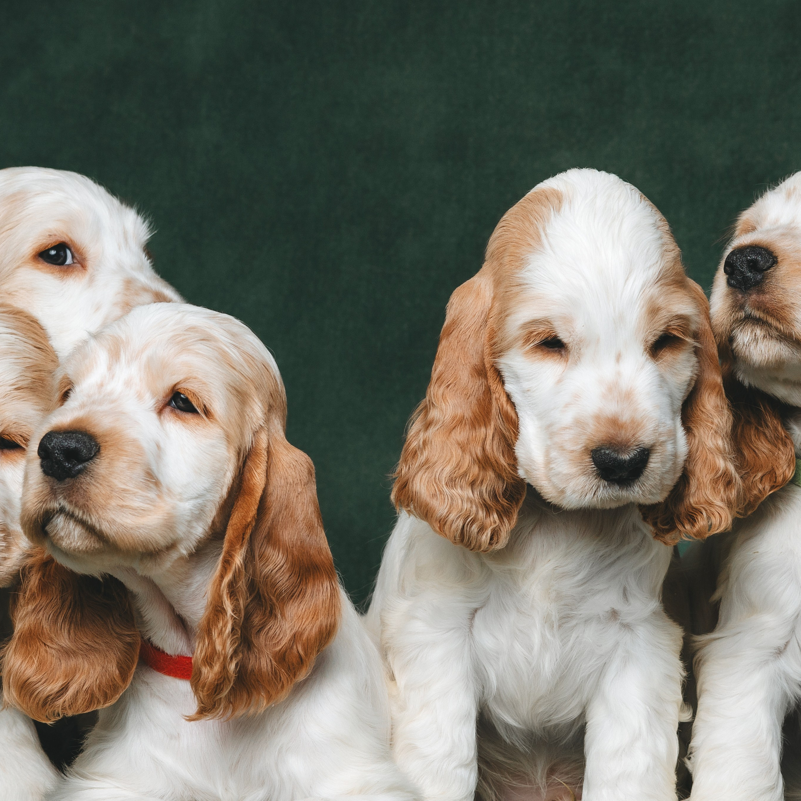 Английские коккер-спаниели