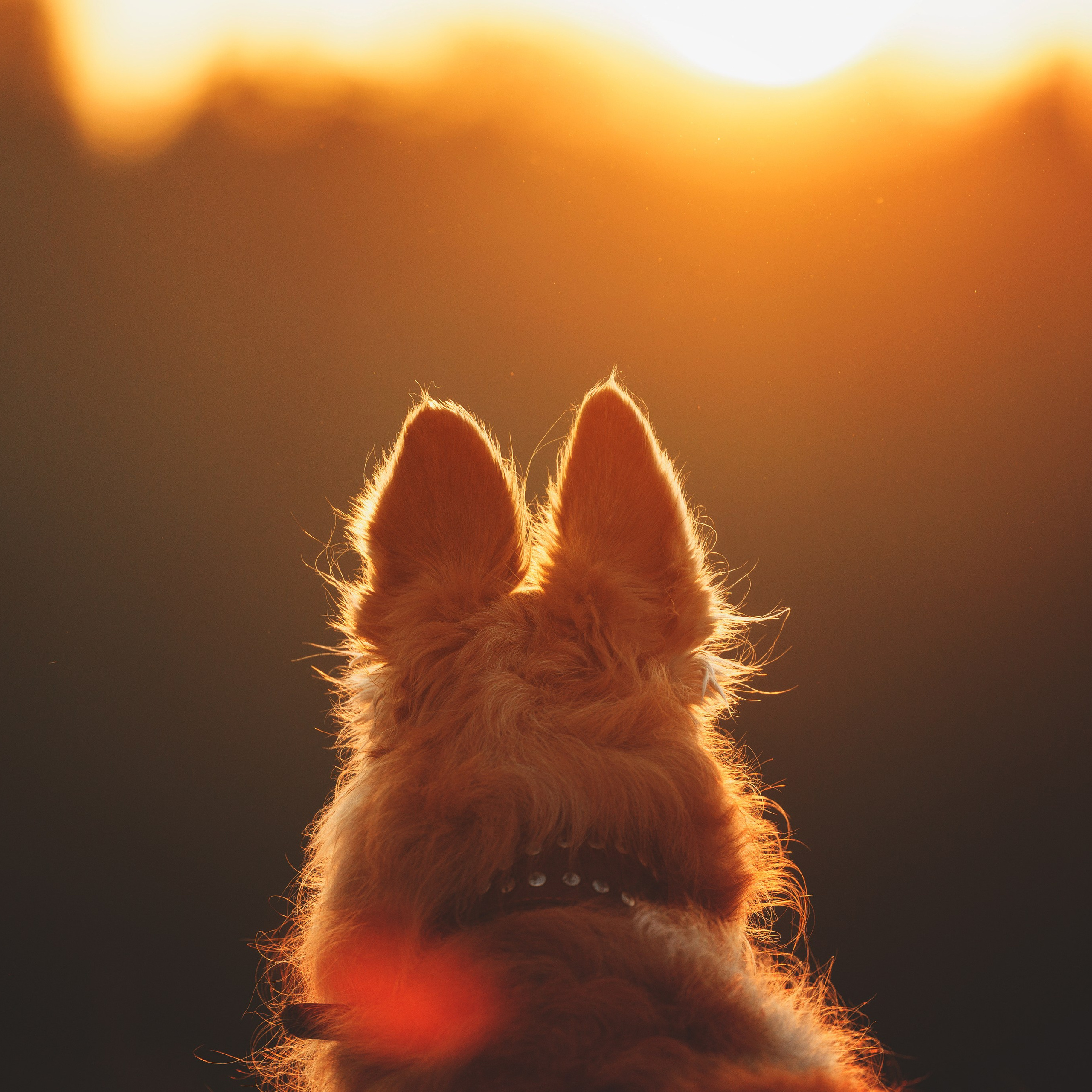 Сергей, Оксана и Жара