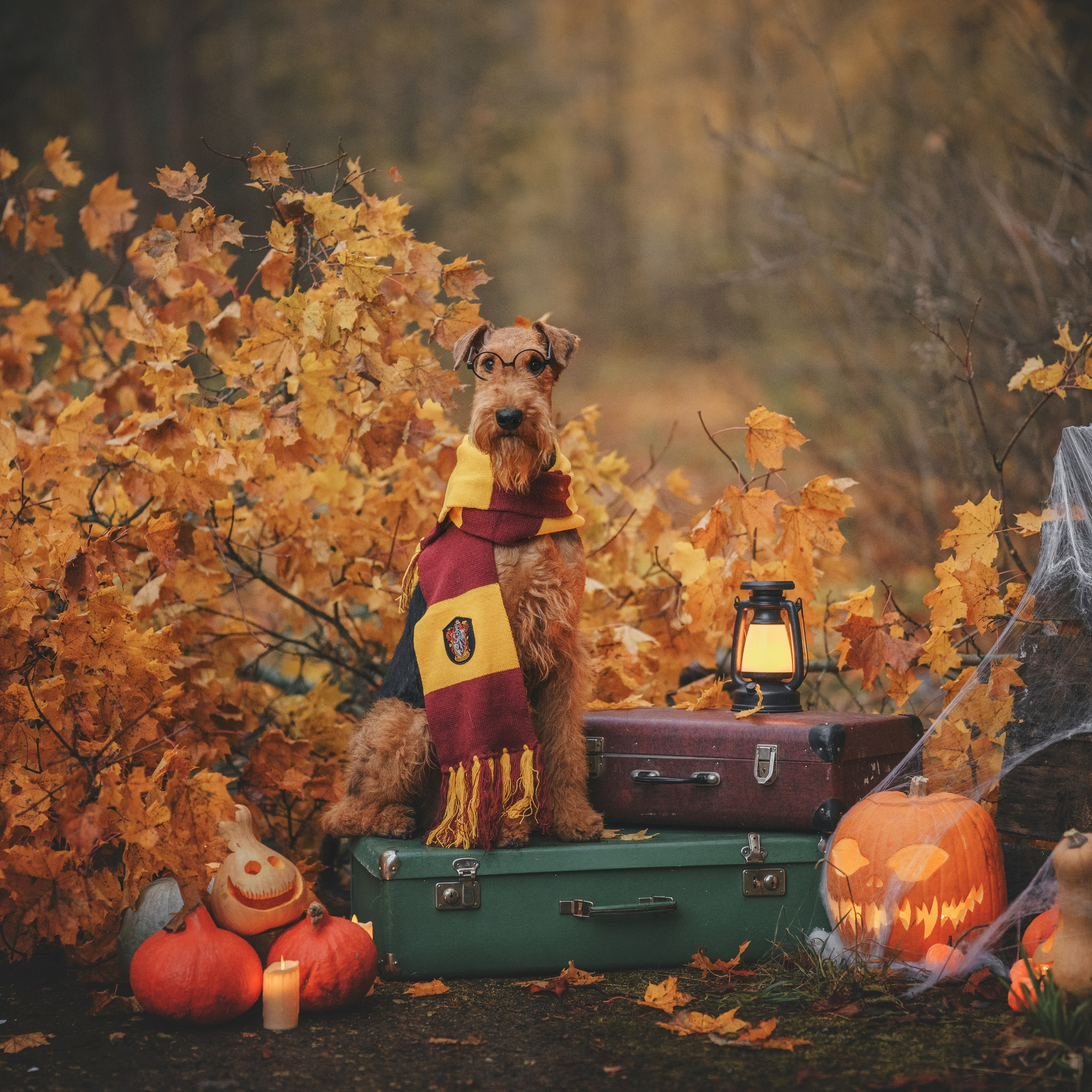Отзывы. Фотограф анималист Осипчикова Мария