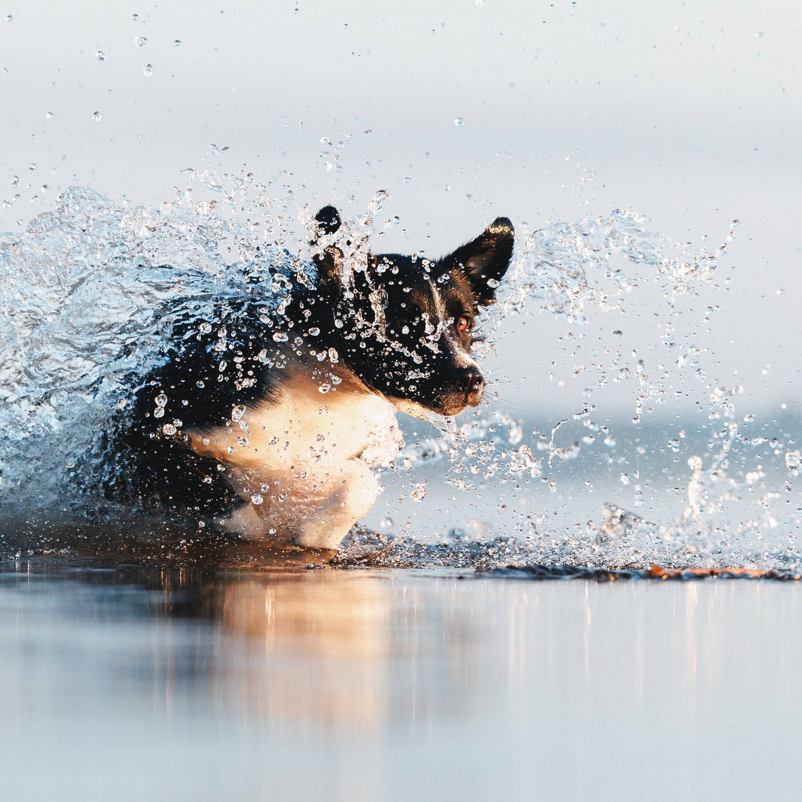 Токи, Янки, Лось, Мако и Рин