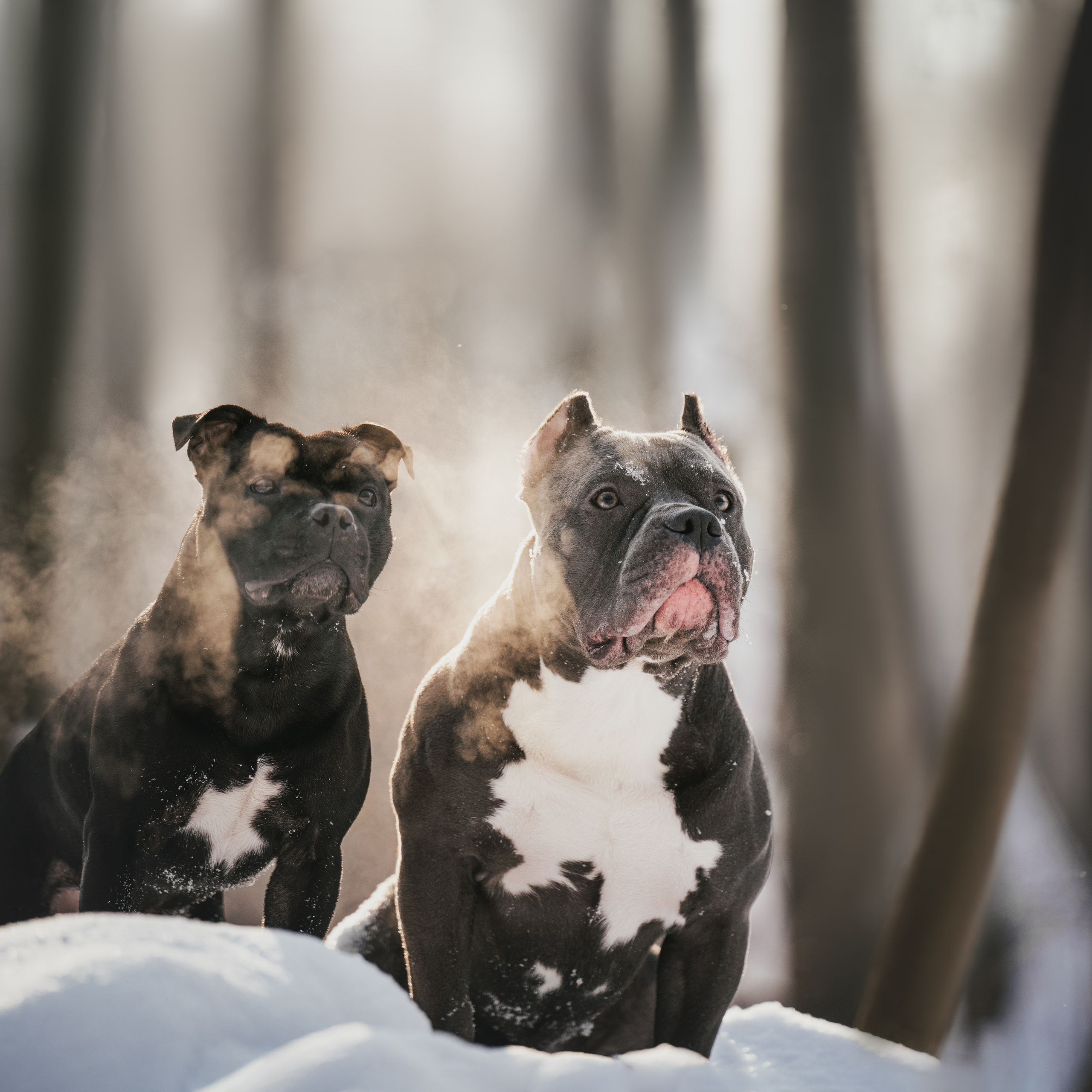 Отзывы. Фотограф анималист Осипчикова Мария