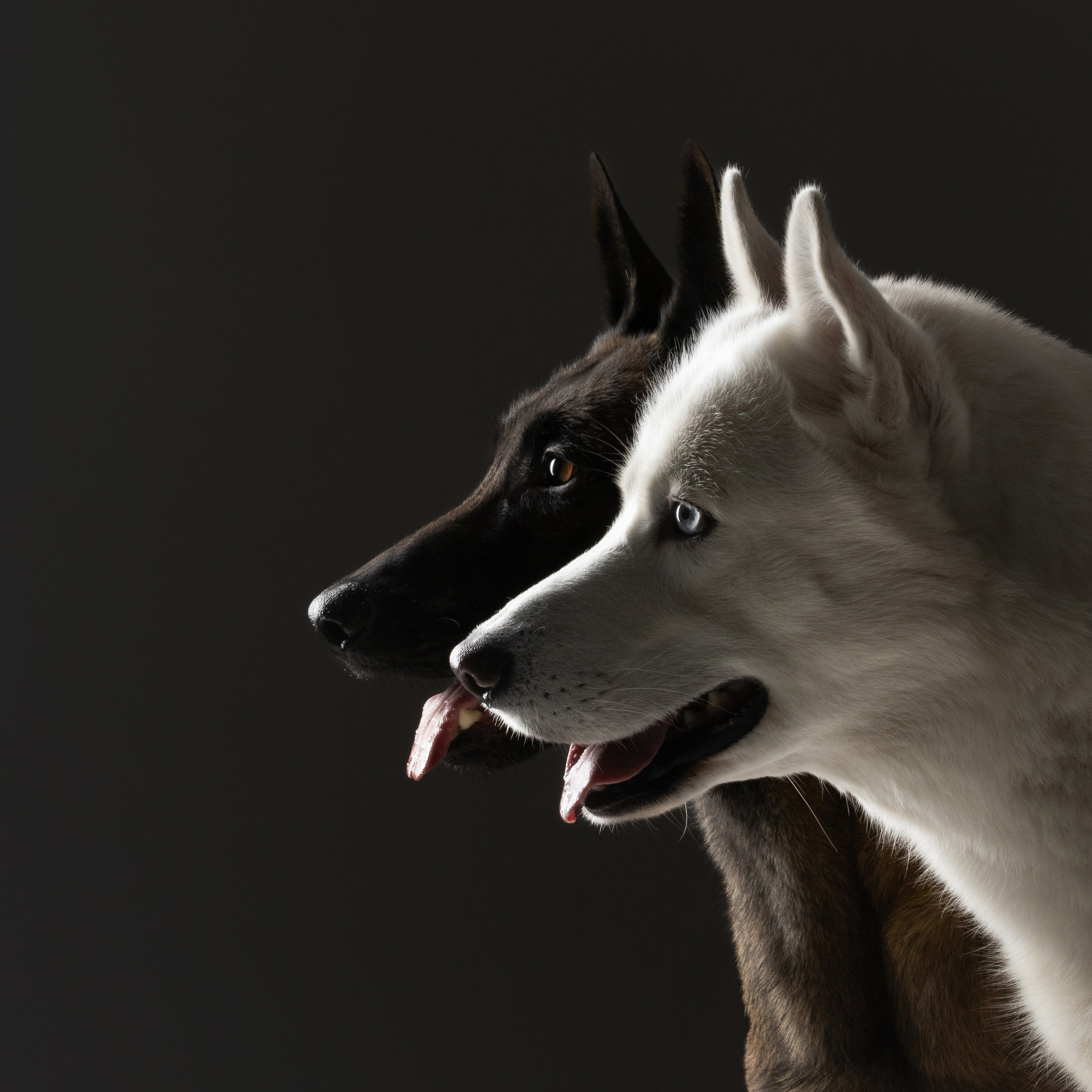 Рики и Гаруда