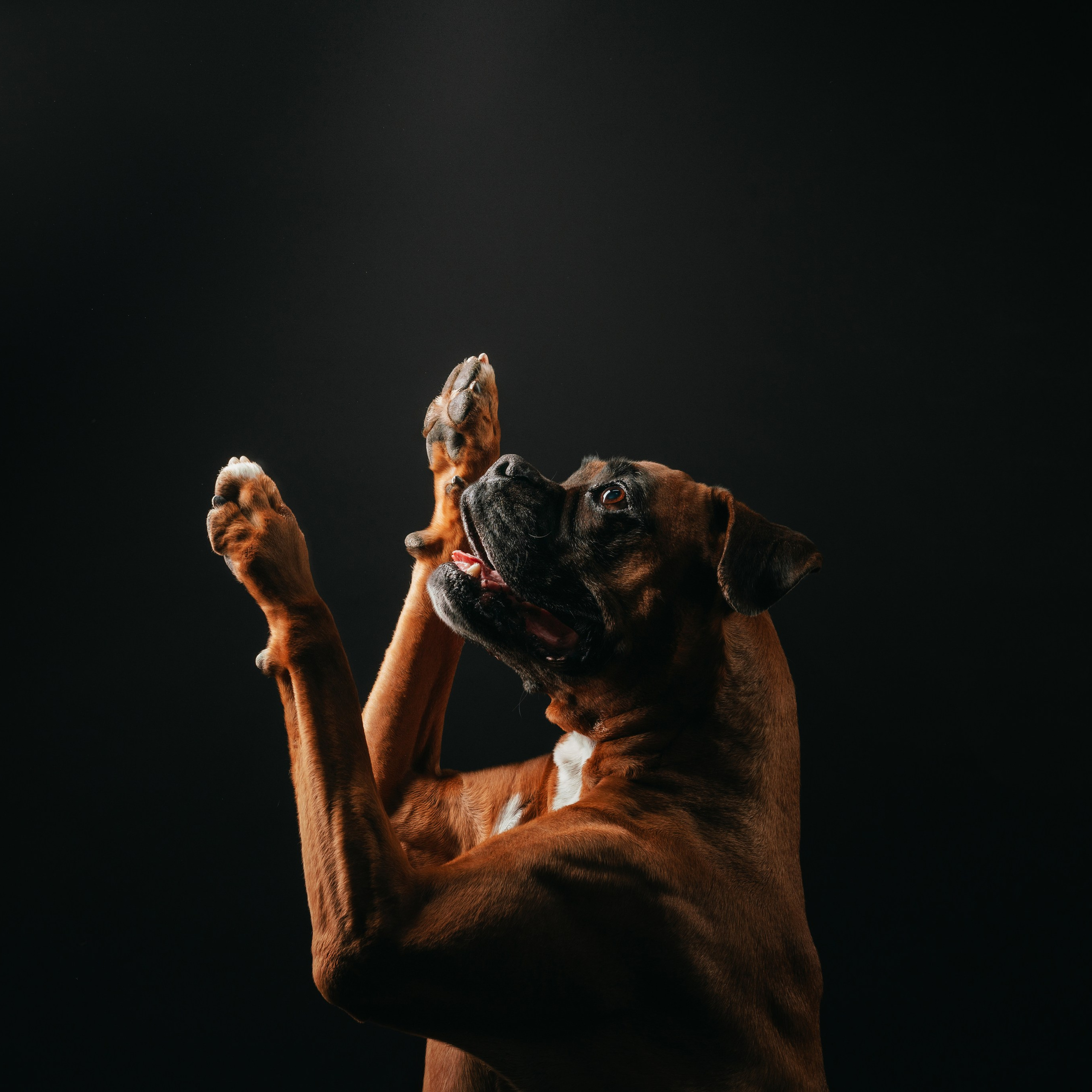 Боксер Челси