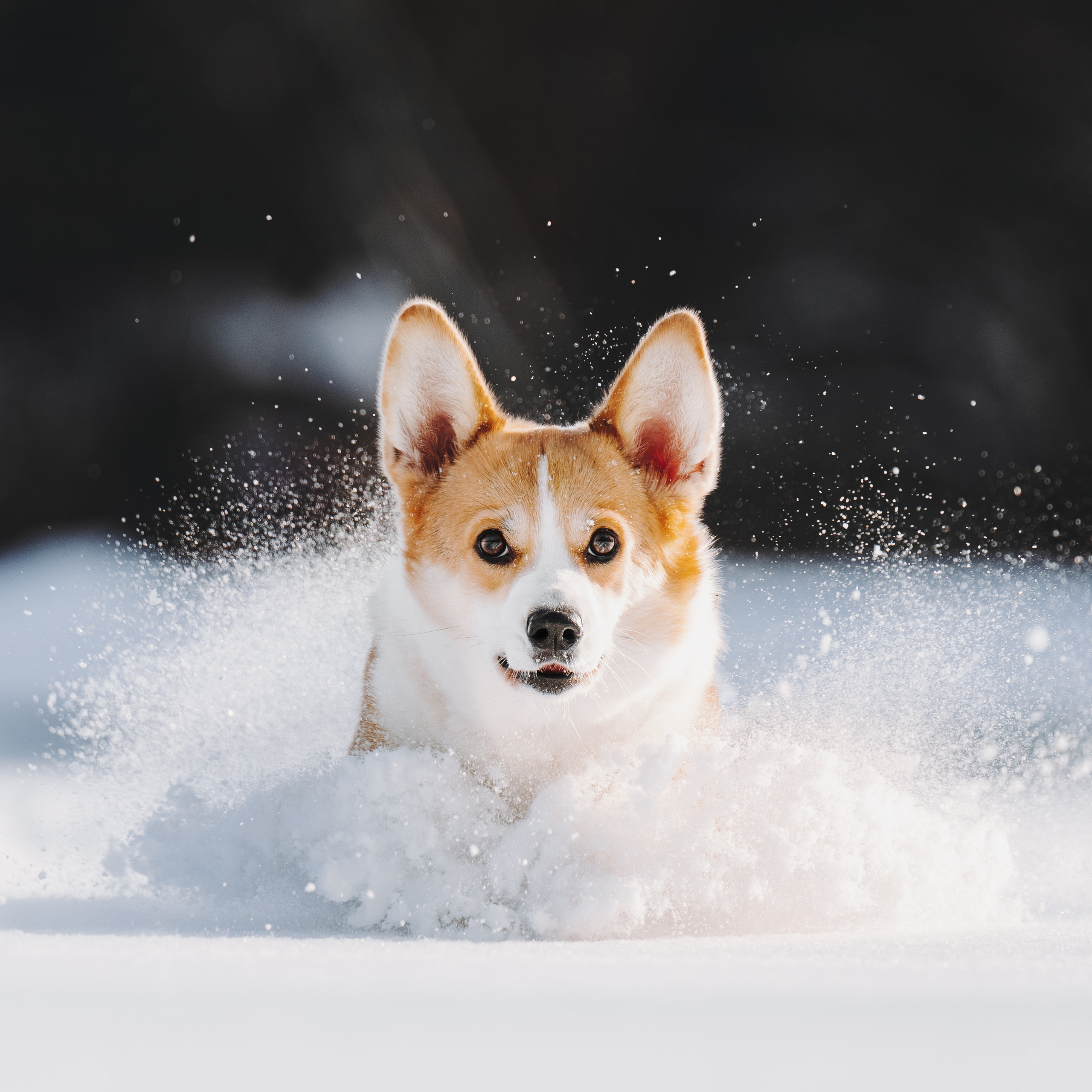 Отзывы. Фотограф анималист Осипчикова Мария