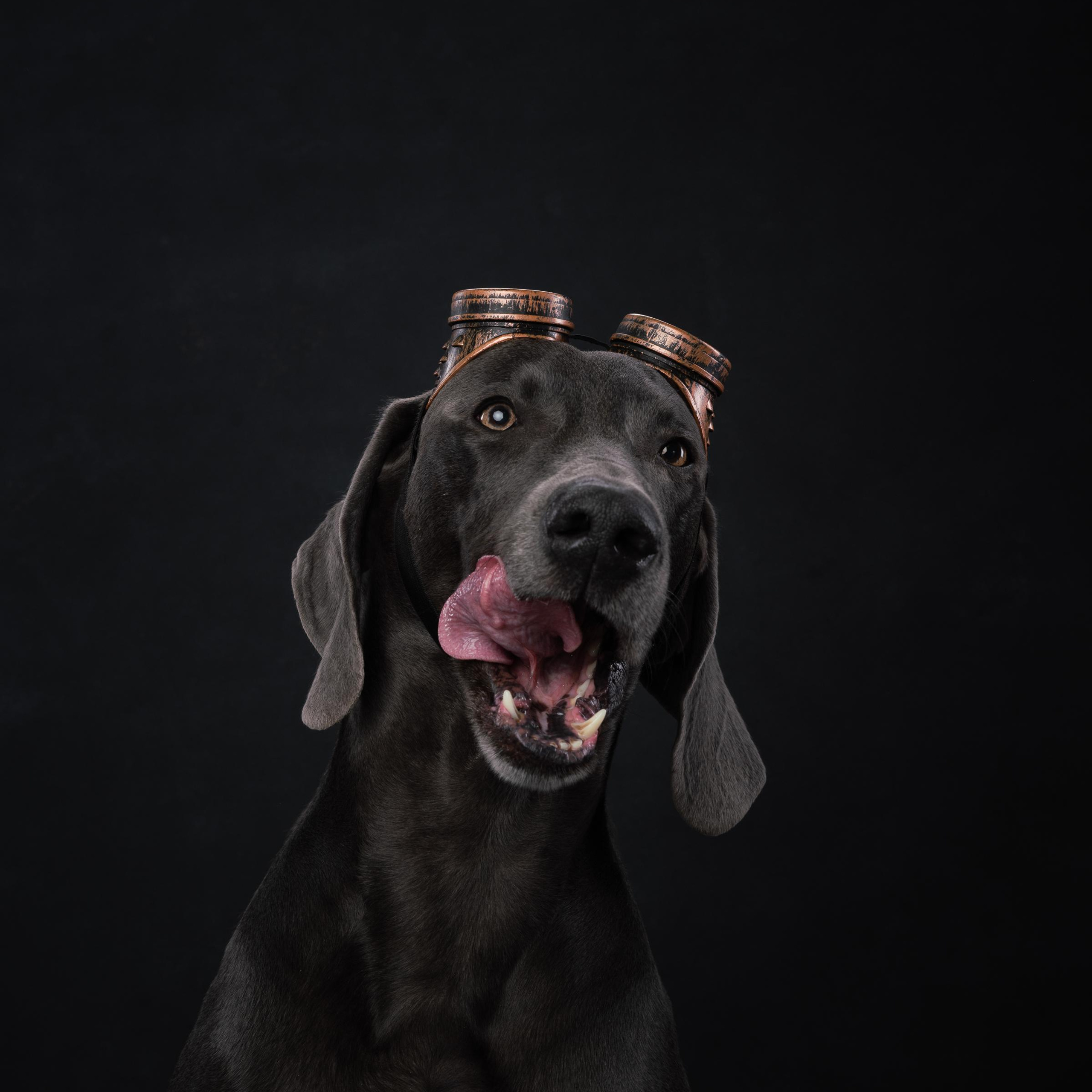 Веймаранер Рон