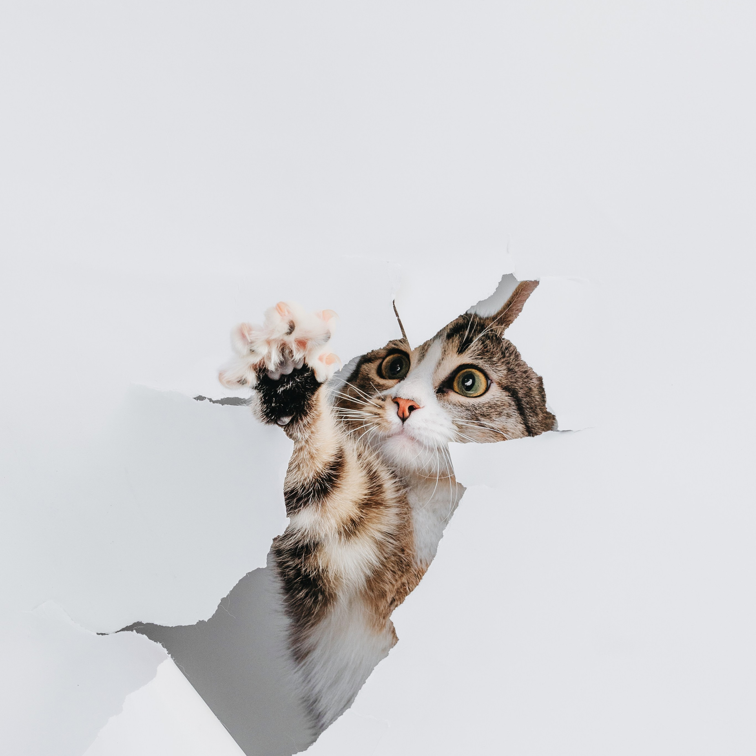 Коты Сет и Квентин