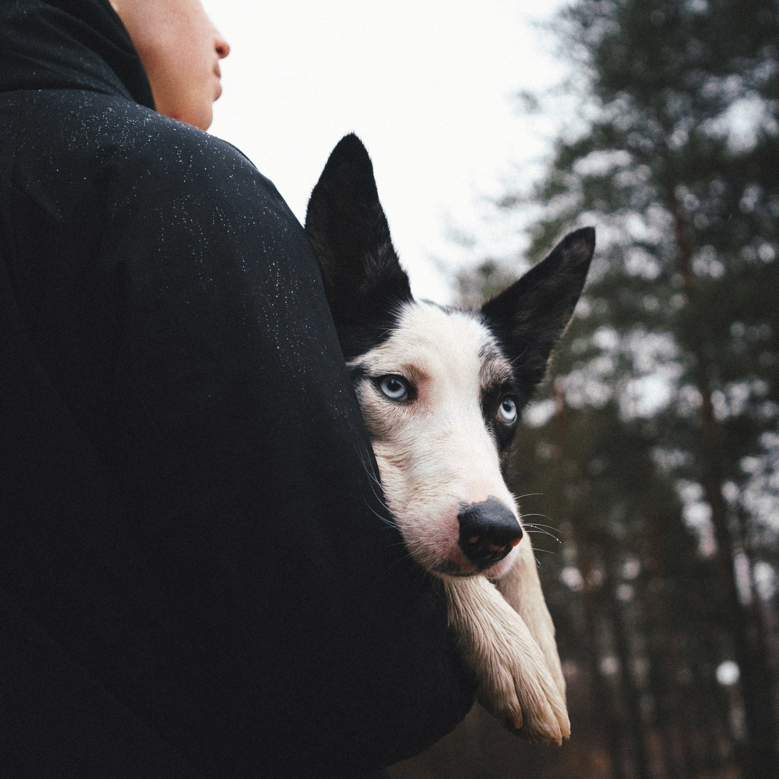 Отзывы. Фотограф анималист Осипчикова Мария