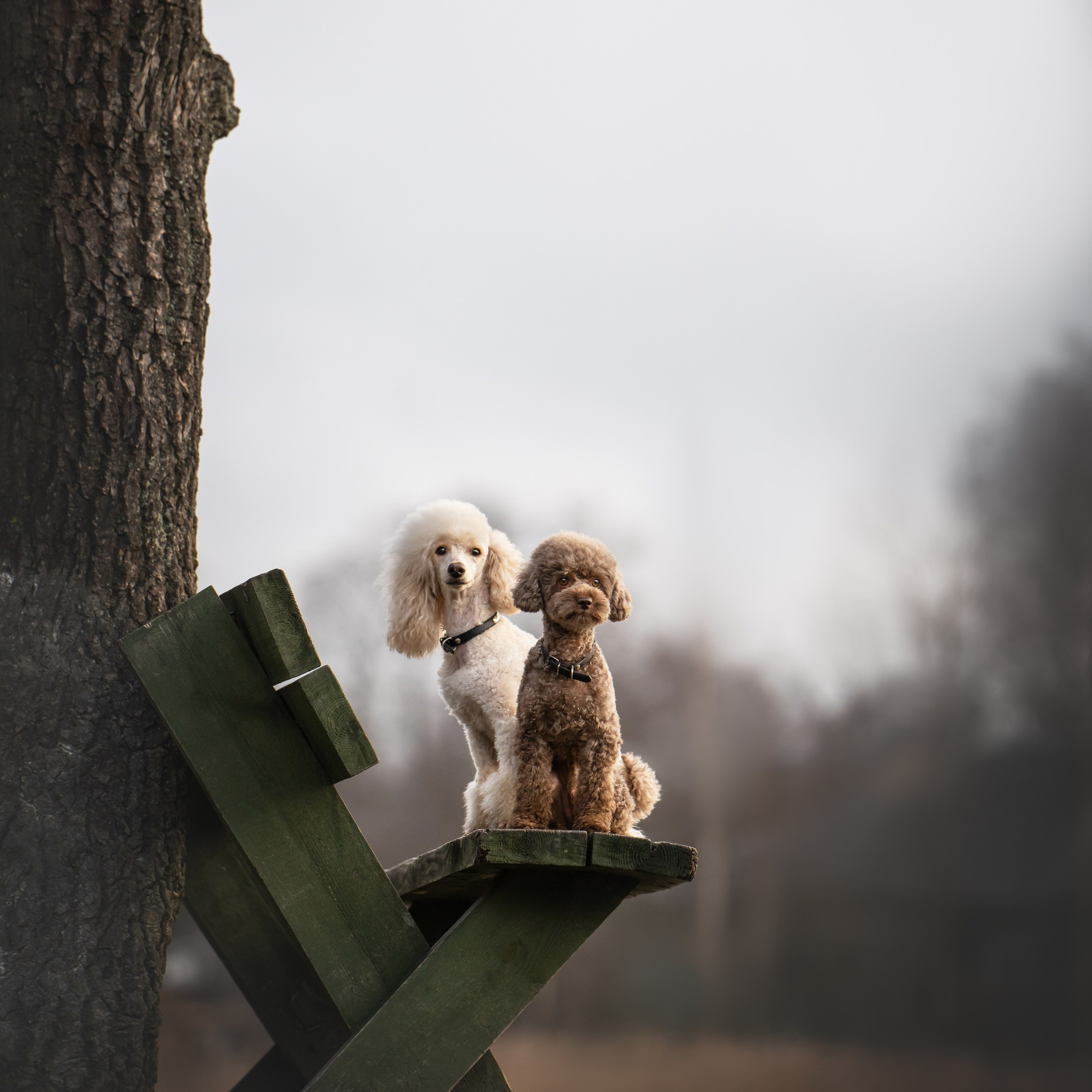 Миша и Лева