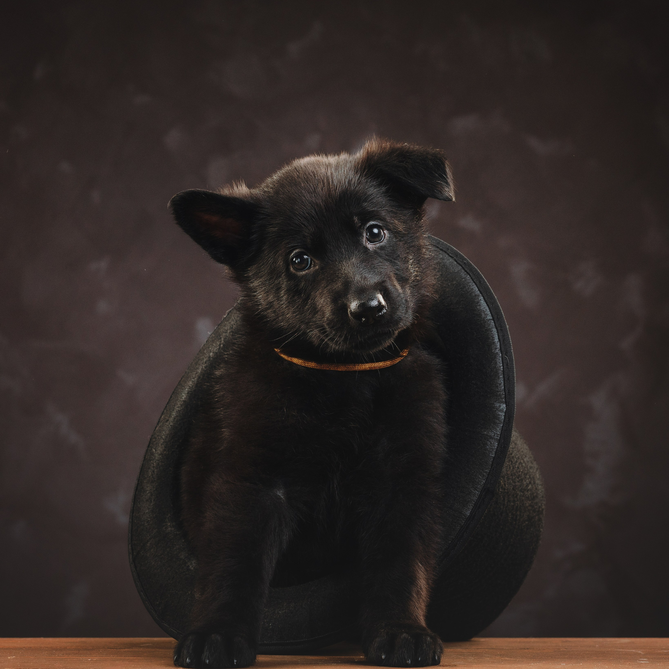 Немецкие овчарки